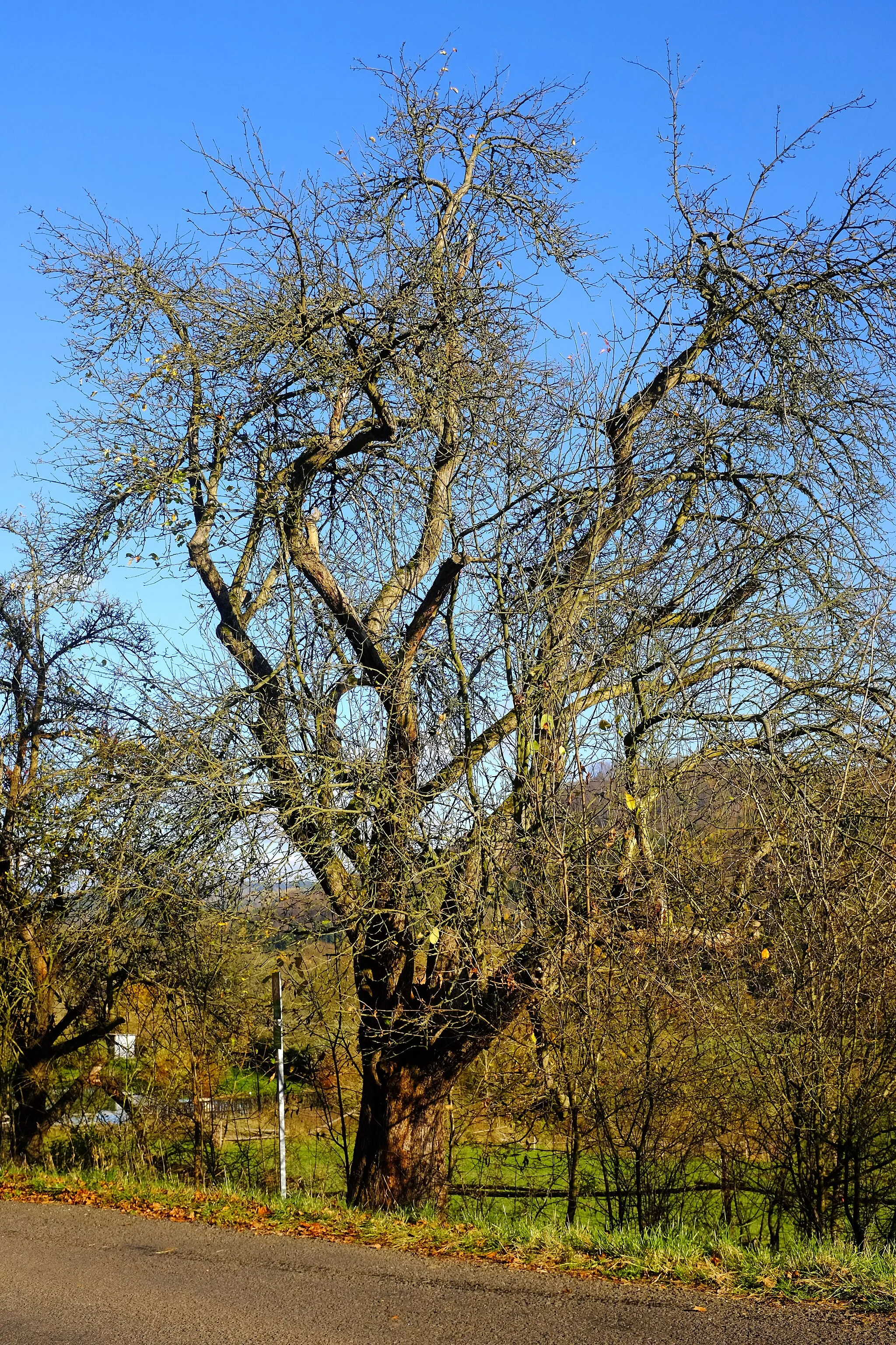 Photo showing: Památný strom - Jabloň v aleji, Nová Kyselka, část obce Kyselka, okres Karlovy Vary