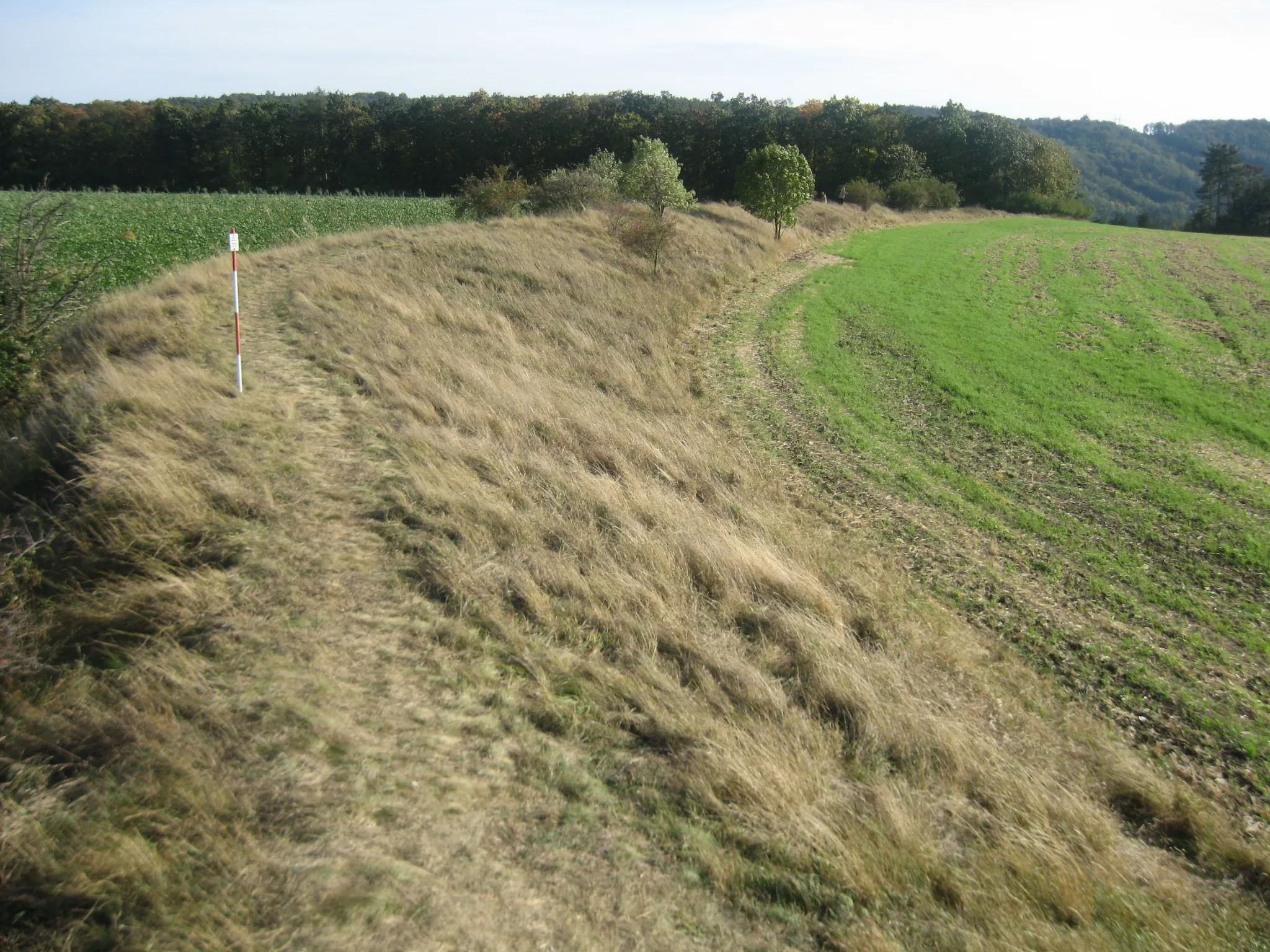 Photo showing: Walls of fortified settlement in Stradonice with the lookout Stradunka