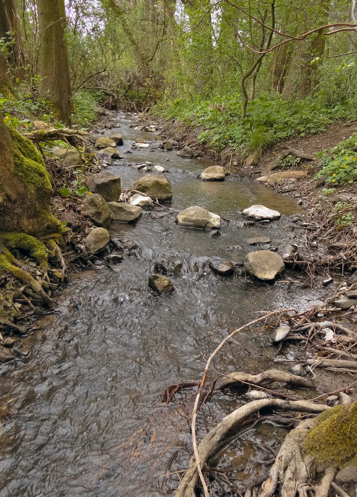 Photo showing: Horní tok Kuzovského potoka pod Starým