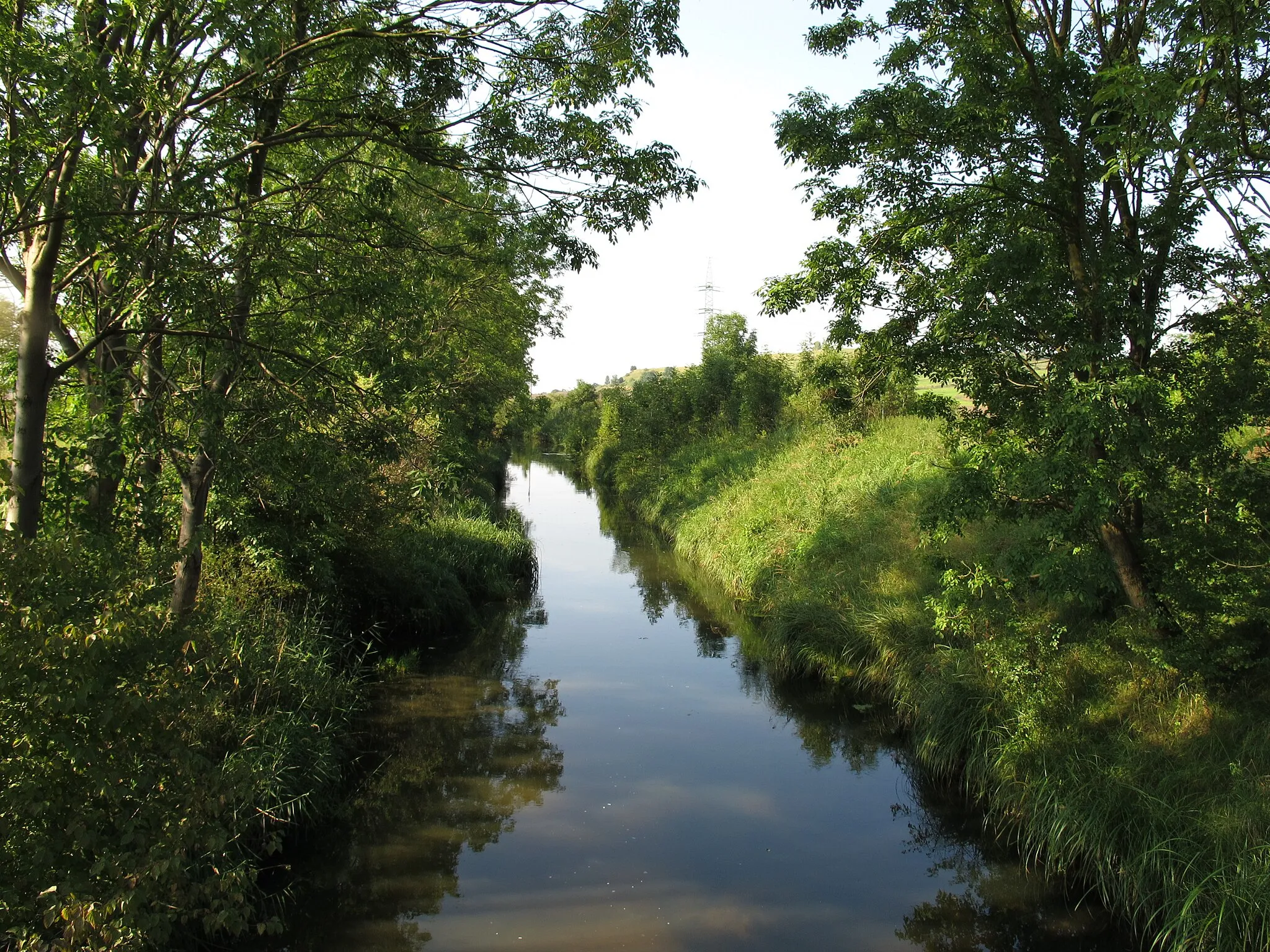 Photo showing: Srpina u zaniklé osady Stránce, okres Most