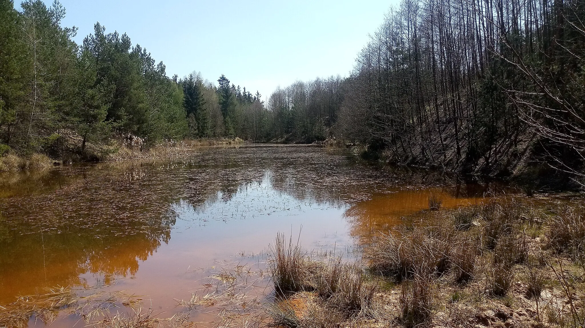 Photo showing: Again-wild nature, formerly part of Kaznějov kaolin quarry, Czech Republic