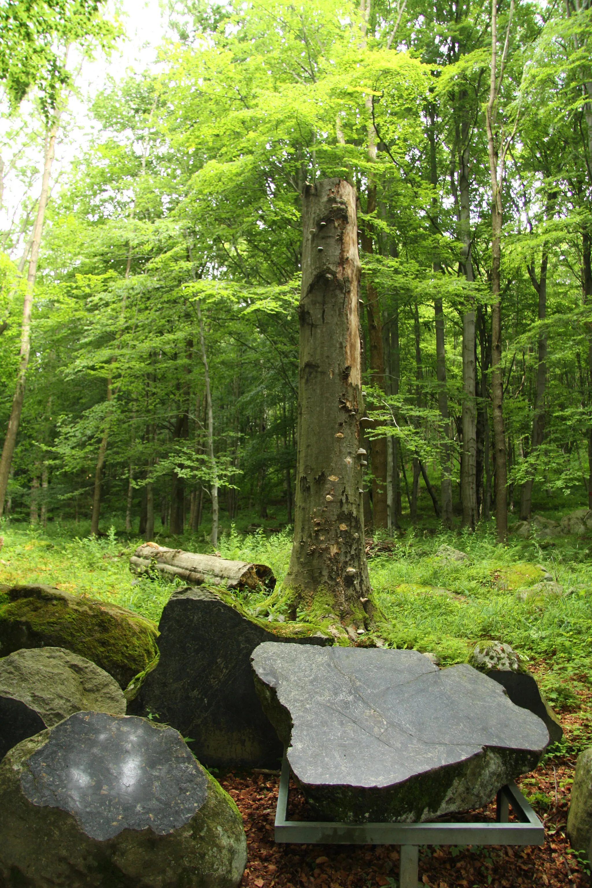 Photo showing: Nature reserve Žižkův vrch in Mariánské Lázně in Cheb District, Czech Republic