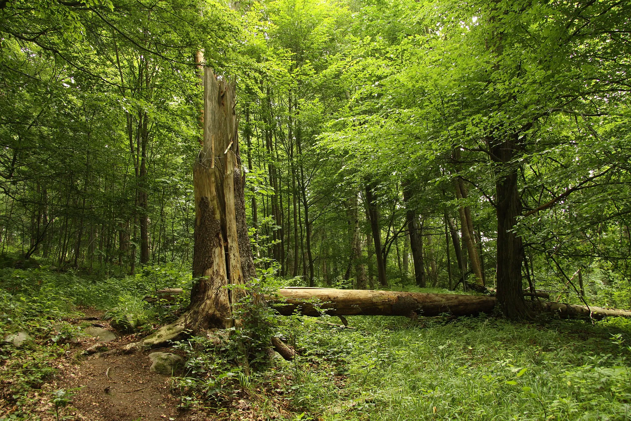 Photo showing: Nature reserve Žižkův vrch in Mariánské Lázně in Cheb District, Czech Republic