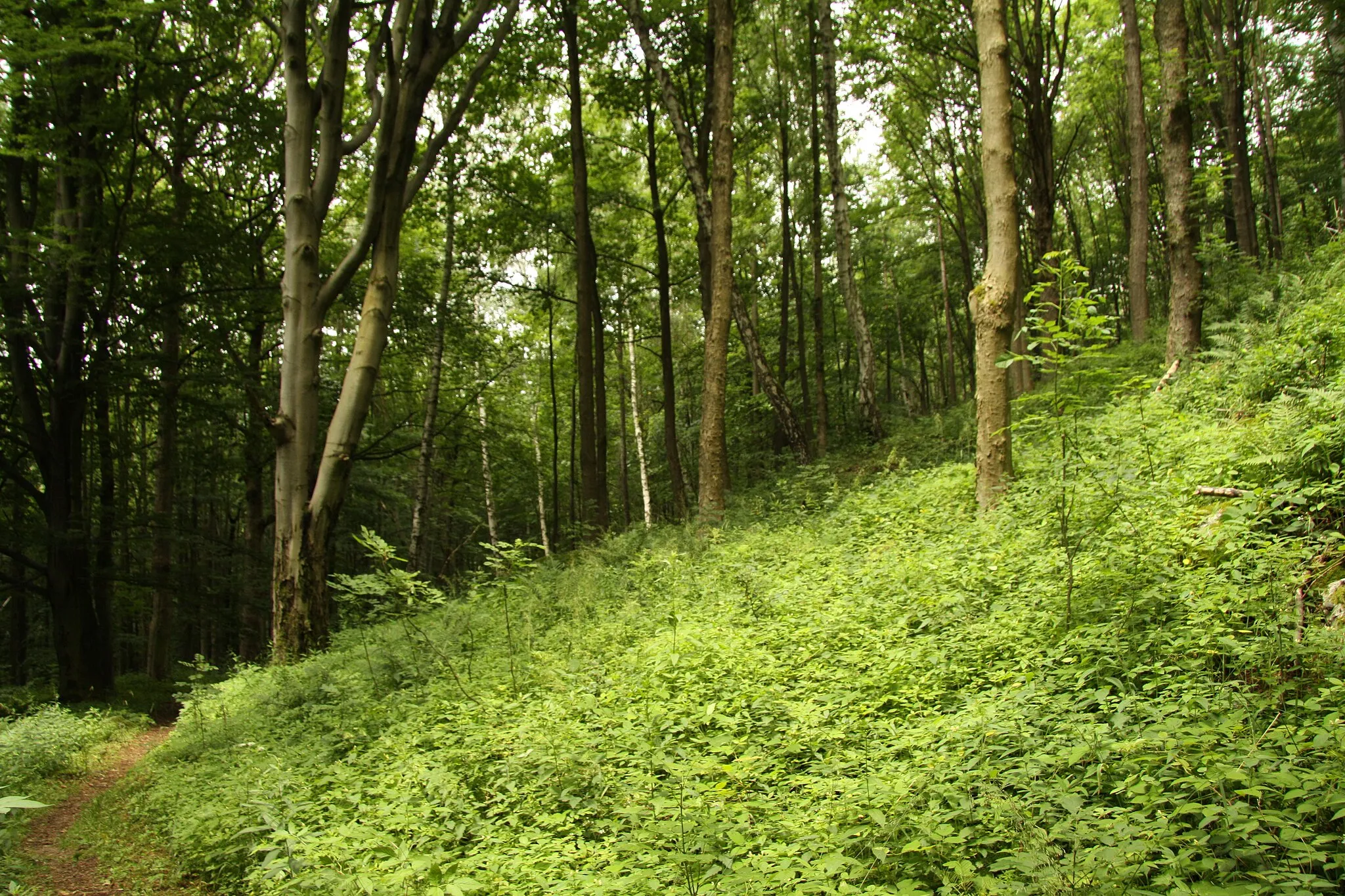Photo showing: Nature reserve Žižkův vrch in Mariánské Lázně in Cheb District, Czech Republic