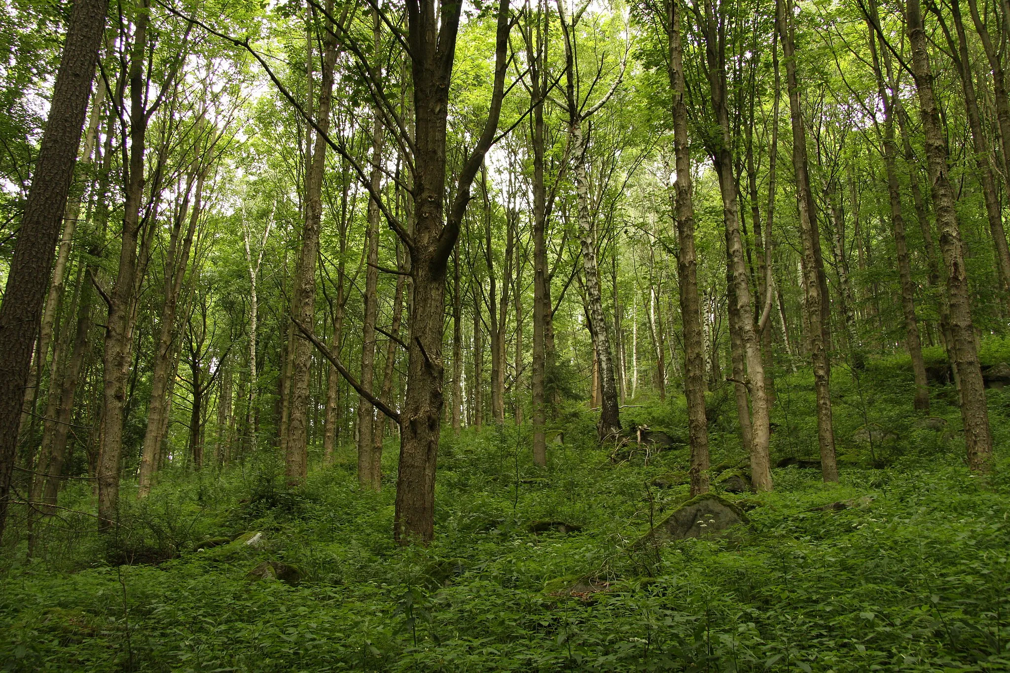 Photo showing: Nature reserve Žižkův vrch in Mariánské Lázně in Cheb District, Czech Republic