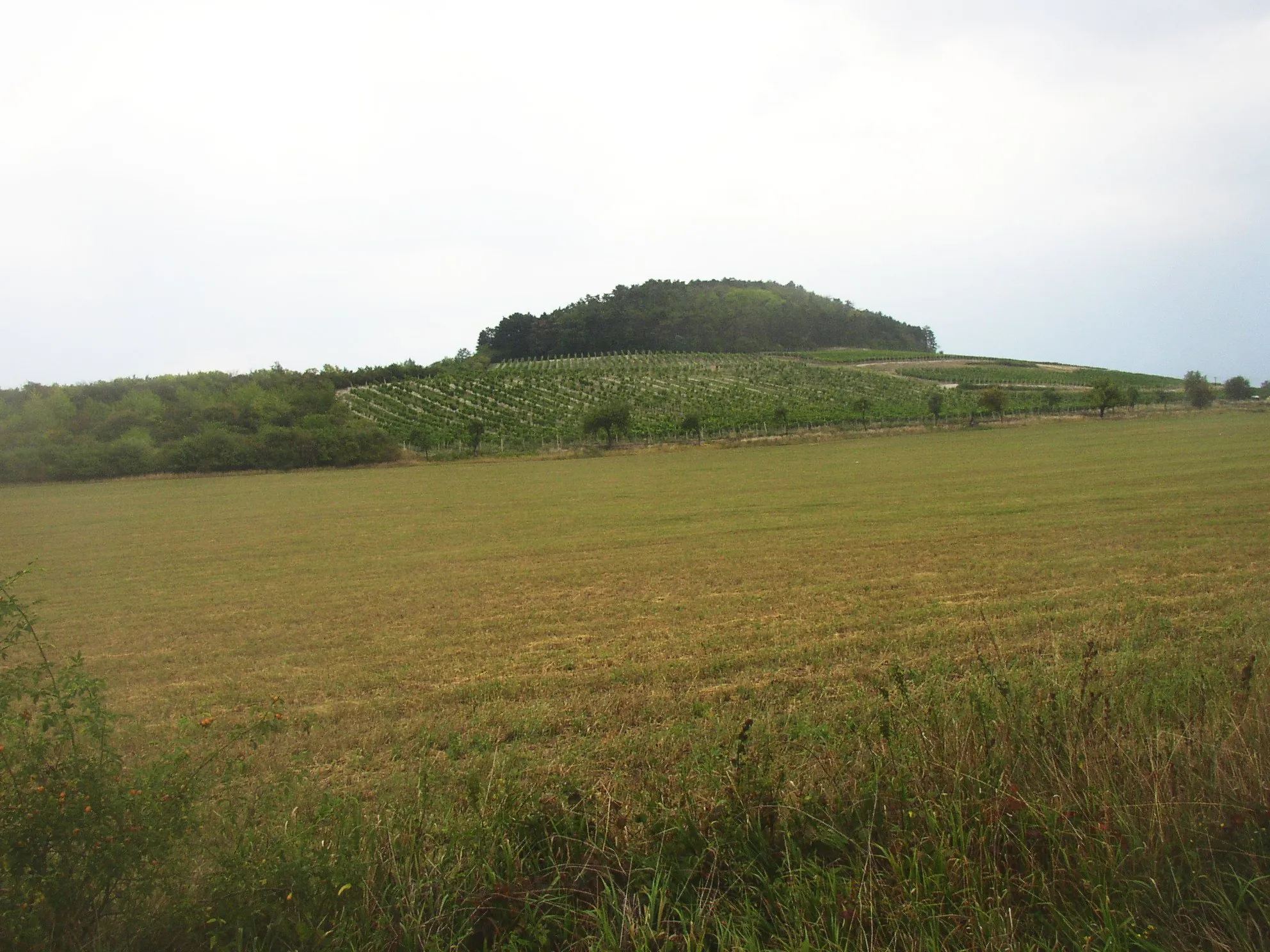 Photo showing: Hill of Sovice (278 m) near Roudnice nad Labem, Czech Republic, as seen from west.