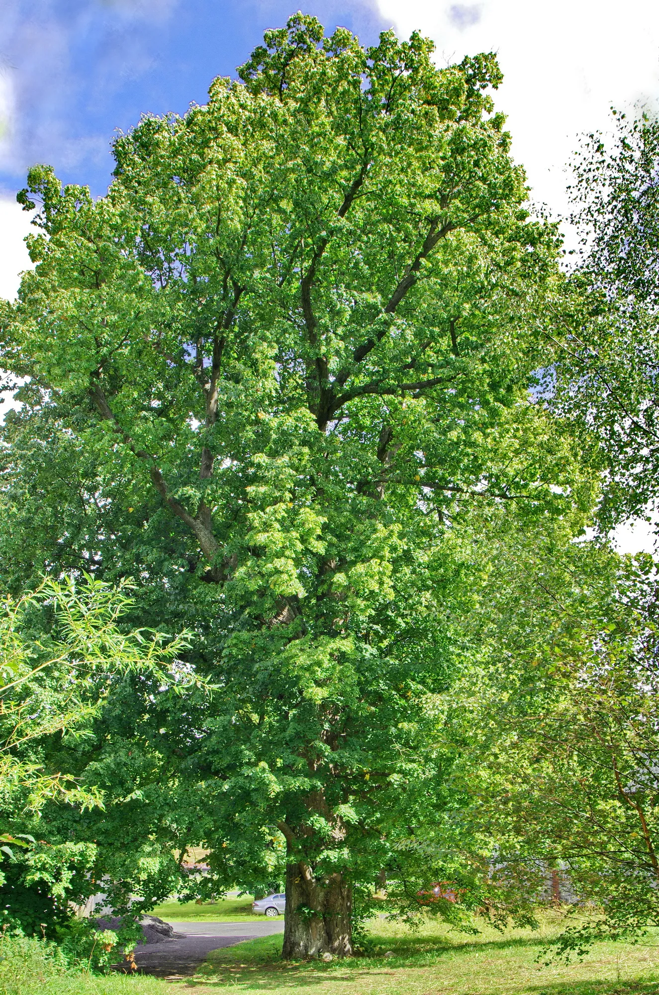 Photo showing: Památný strom Mariánská lípa, Krušné hory, okres Karlovy Vary