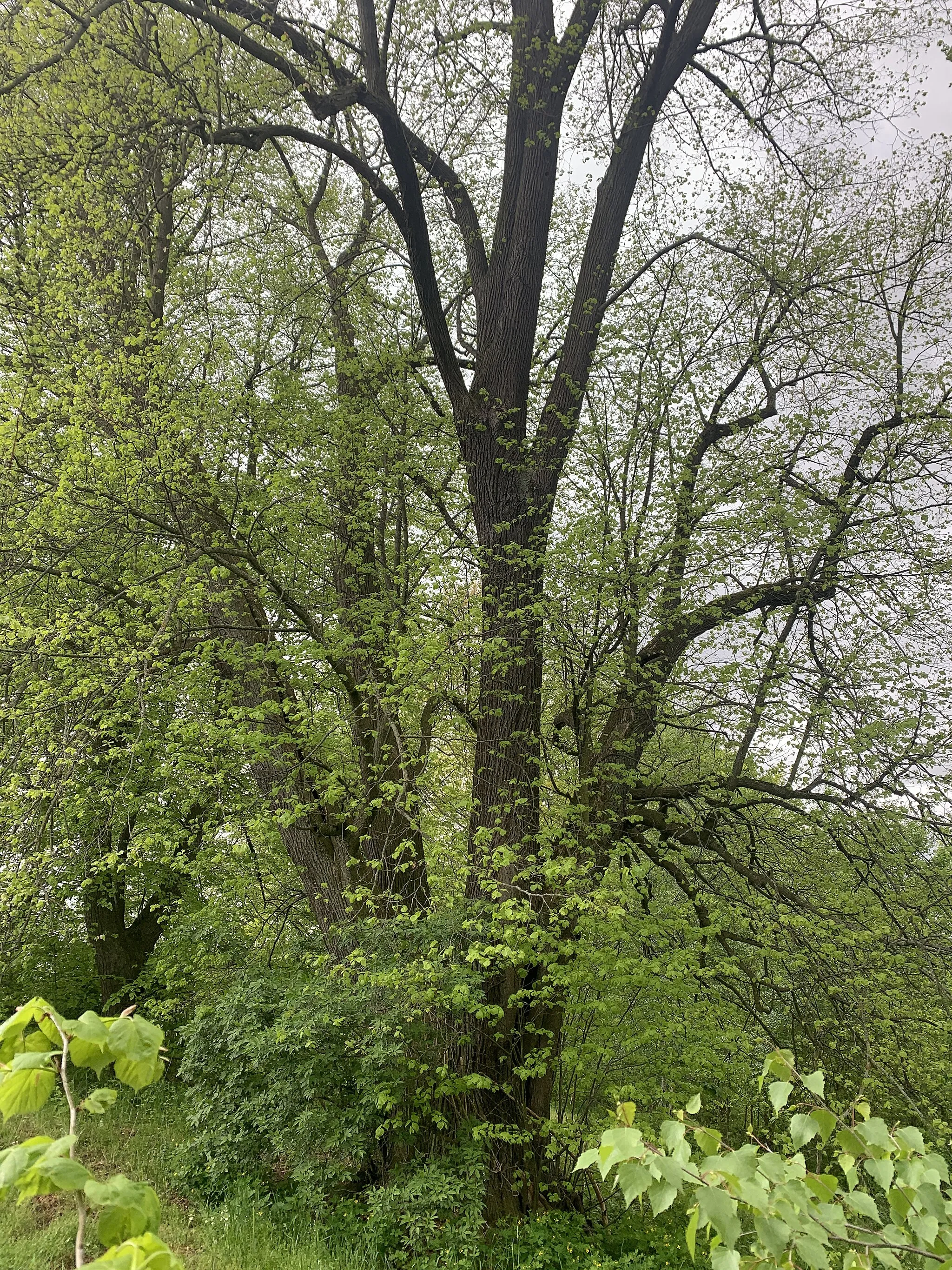 Photo showing: Naturdenkmal 4-stämmige Linde in Cunersdorf