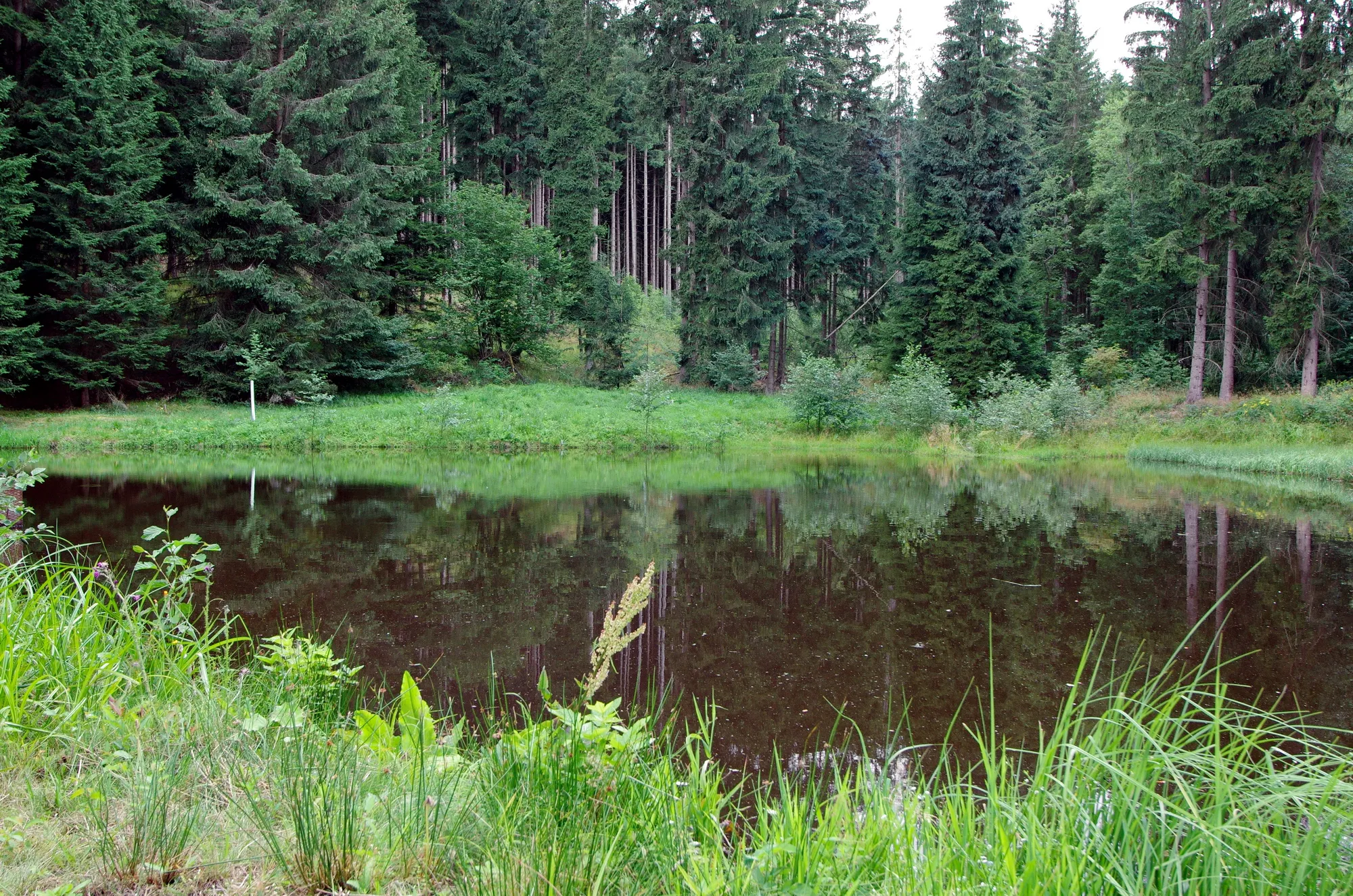 Photo showing: Rybníček nad panoramatickou stezkou na Bečovem nad Teplou, Slavkovský les, okres Karlovy Vary