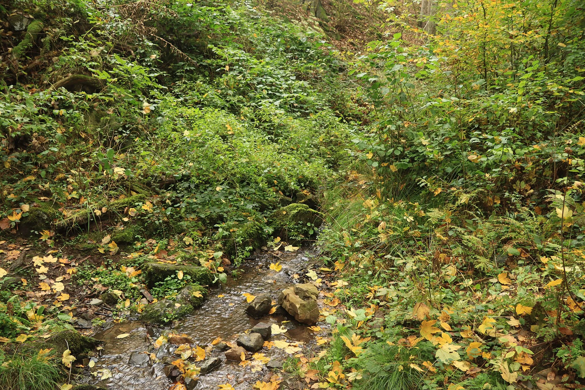 Photo showing: Overview of stream near Třebsín, Krňany, Benešov District.