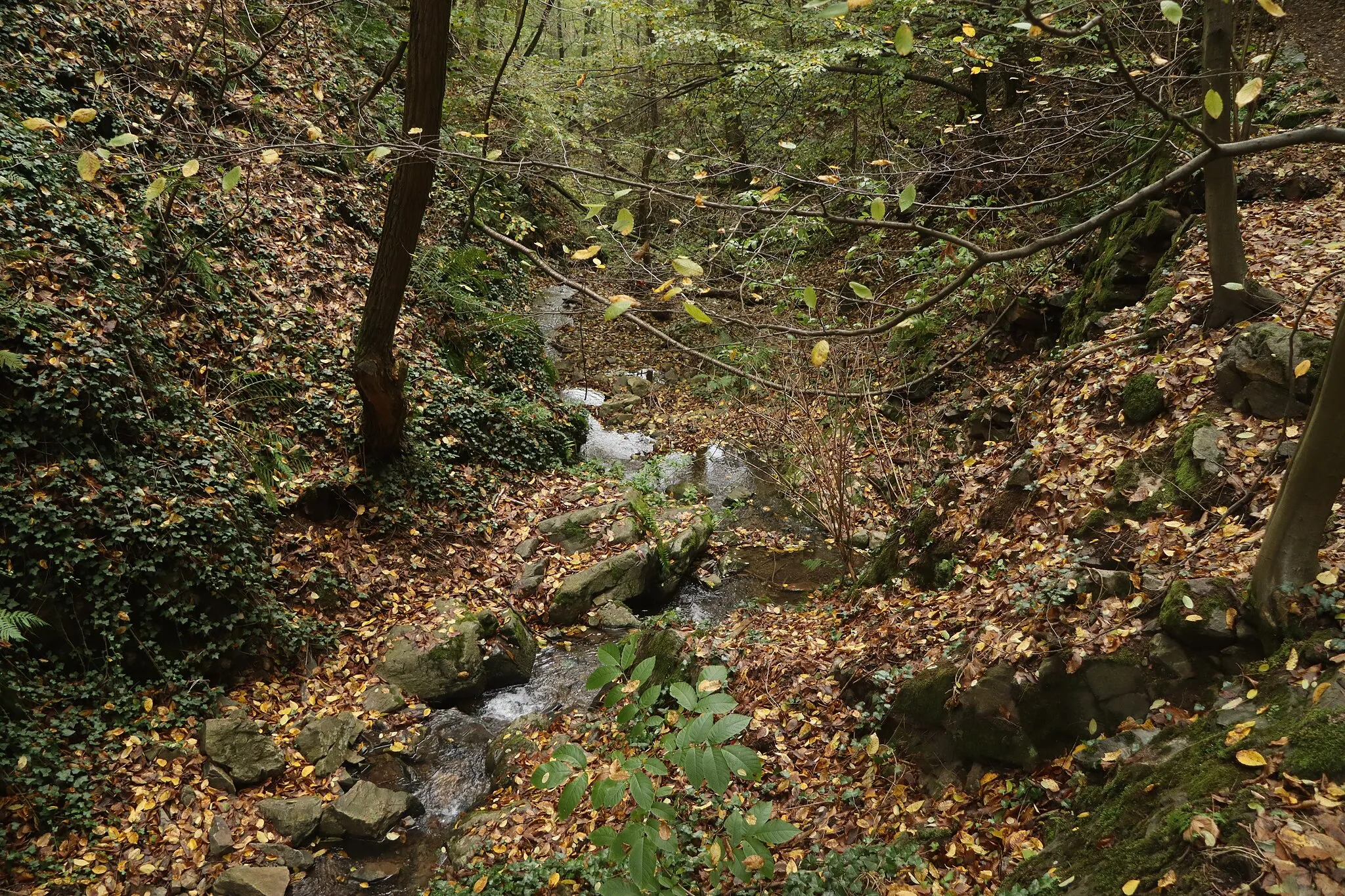 Photo showing: Overview of stream near Třebsín, Krňany, Benešov District.