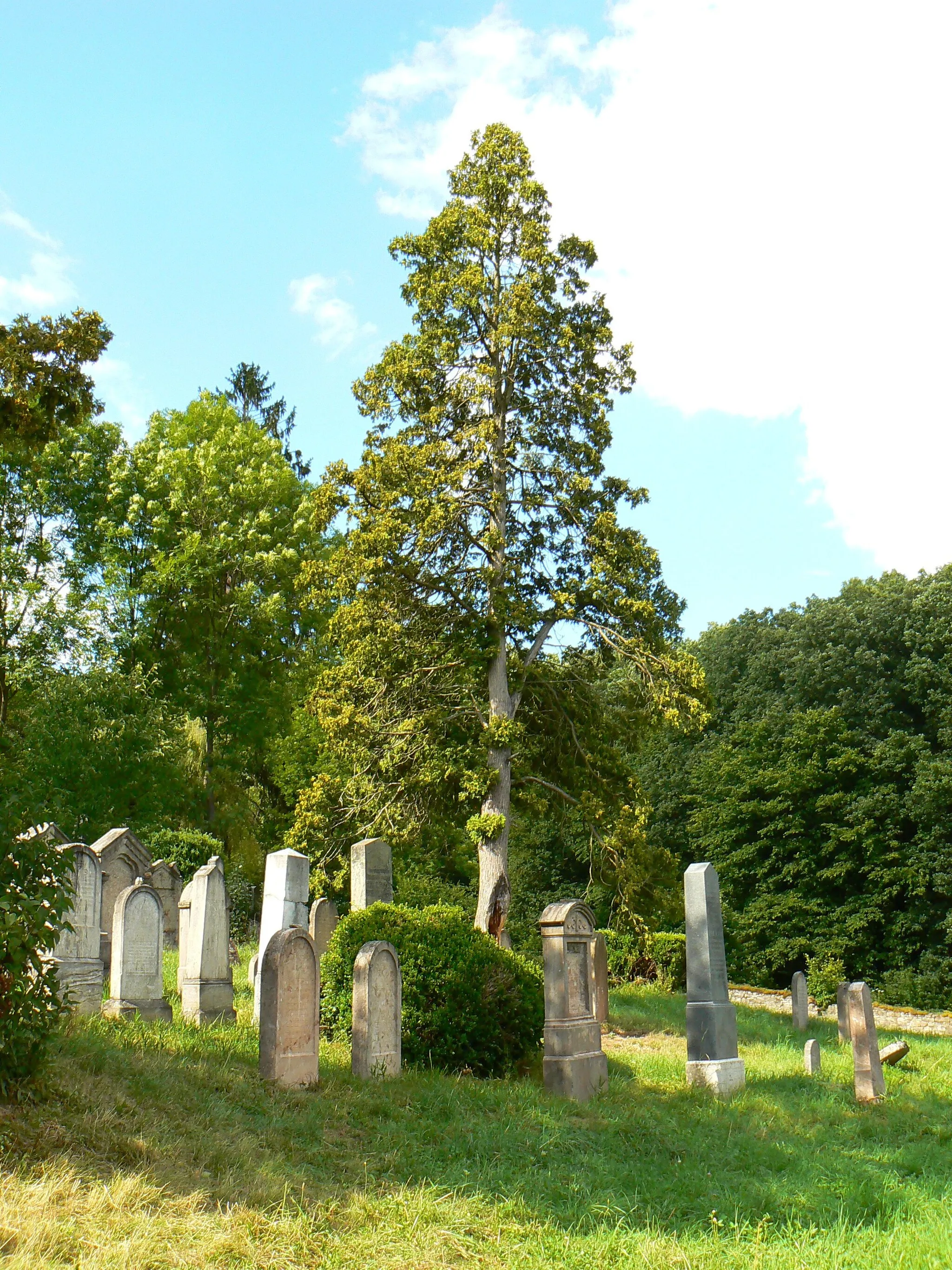 Photo showing: Jewish cemetery at Morina, Czech Republic