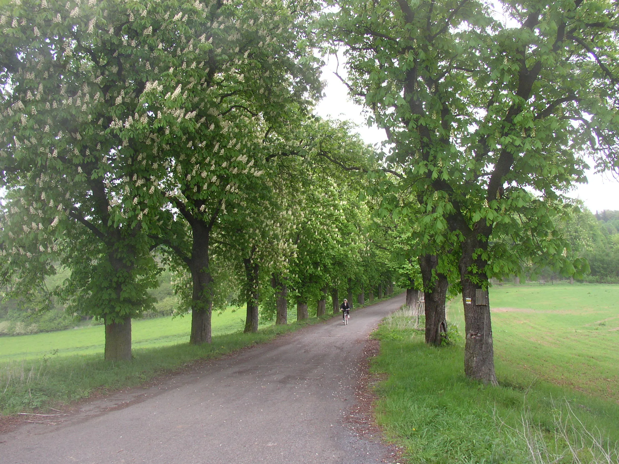 Photo showing: Ploskovská kaštanka (Ploskov Conker Avenue), a large avenue of about 400 horse-chestnut (Aesculus hippocastanum) and small-leaved lime (Tilia cordata) trees in vicinity of Lhota village, Kladno District, Czech Republic.