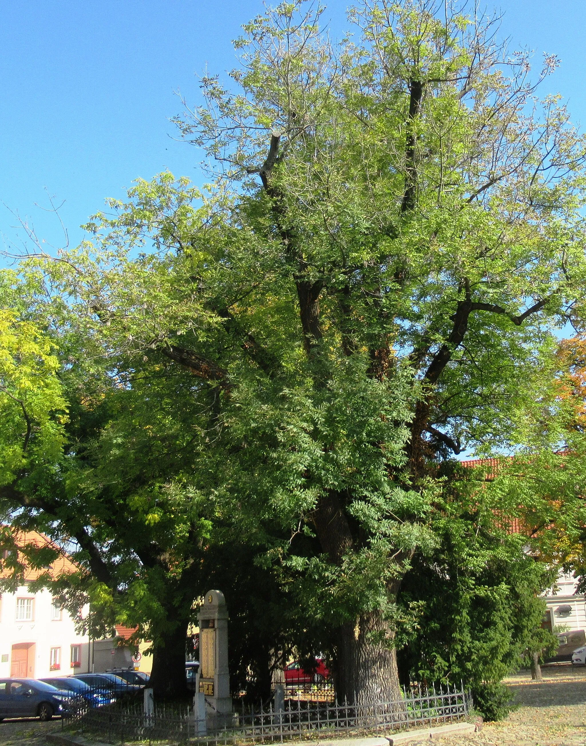 Photo showing: Dva jasany ztepilé památné stromy č. 104016 dle AOPK se nachází na Mírovém náměstí u pomníku padlých v městě Kouřim (okr.Kolín), na zeleně značené poutní cestě Blaník-Říp a cyklotrase č.0126. Větší jasan má značně ořezanou a zasychající korunu.