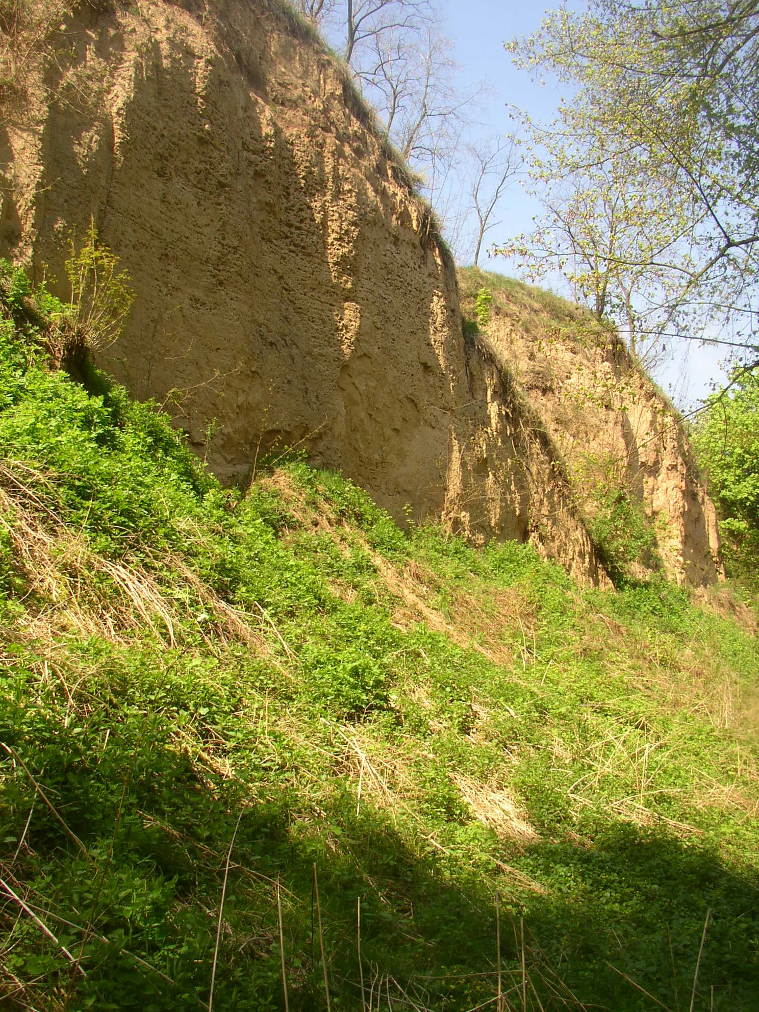 Photo showing: Loess Gully near Zeměchy natural monument, Zeměchy, part of Kralupy nad Vltavou town, Mělník District, Czech Republic. Wall of the gully as seen from bottom.