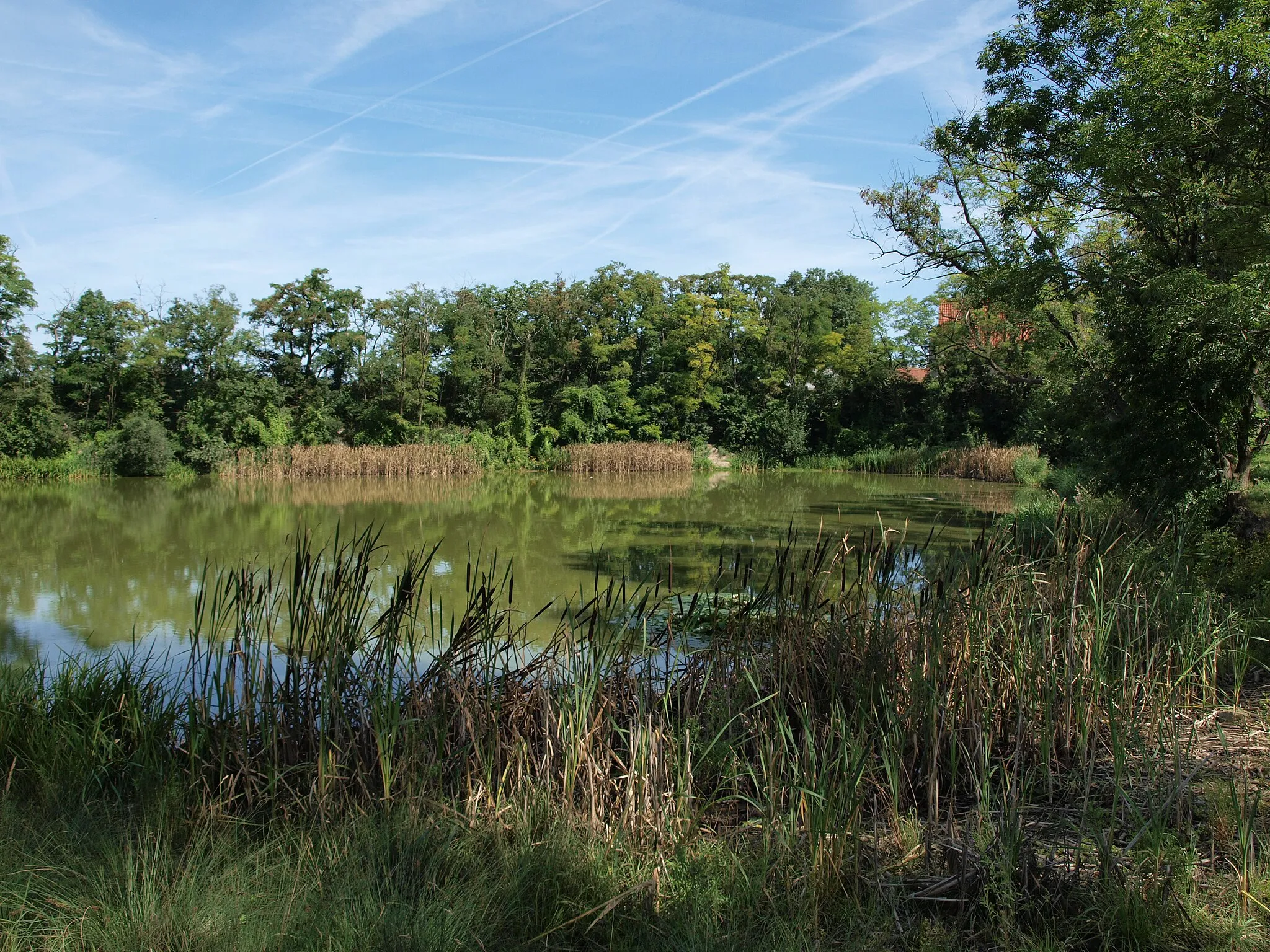 Photo showing: Pond, Bobnice, Nymburk District, Central Bohemian Region