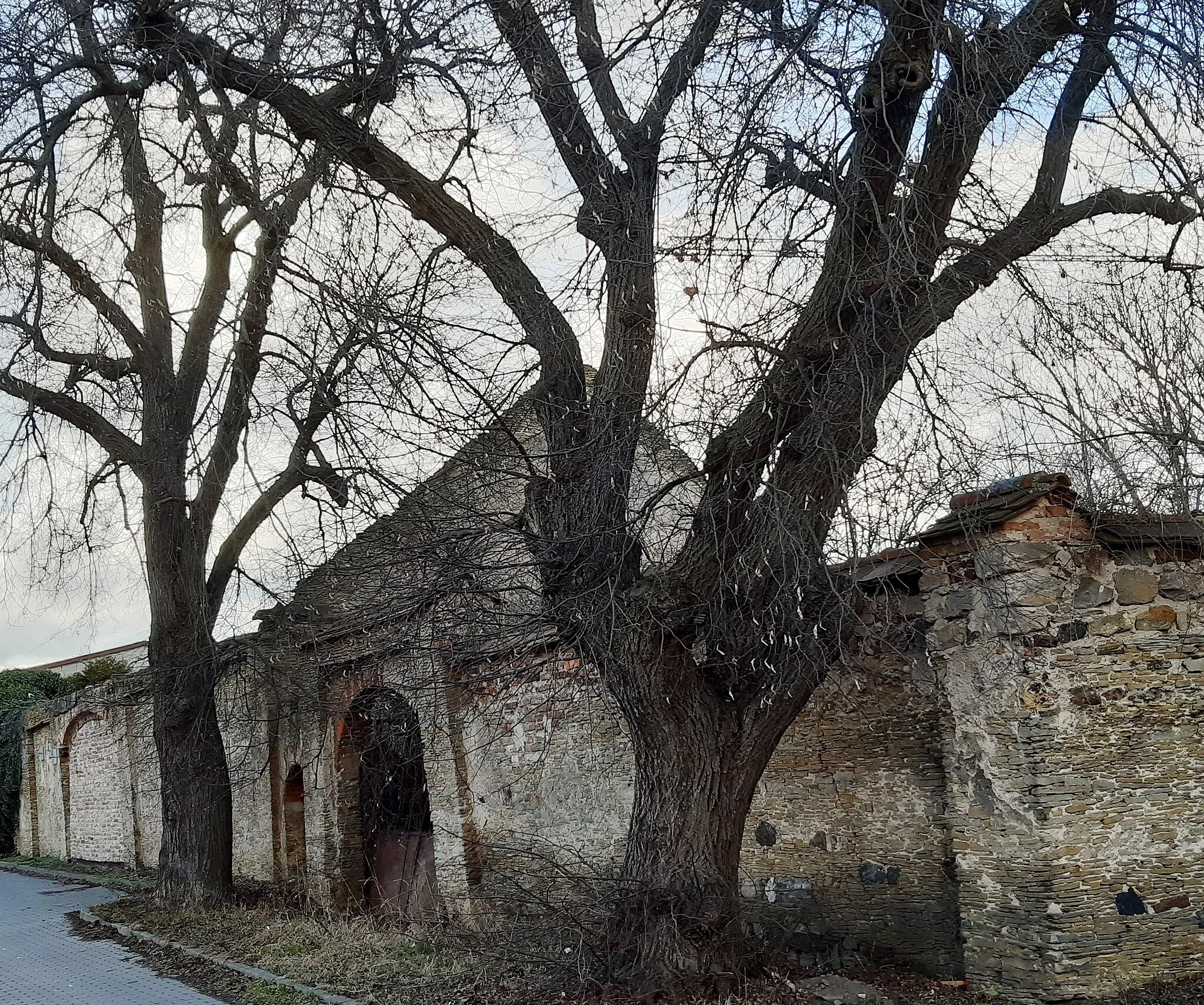 Photo showing: Lípa malolistá(2) památný strom č.103671, dle AOPK, se nachází v obci Polerady(okres Praha-východ) u vjezdu do bývalého statku, nebo hospody. Oba stromy prosychají. Koruny stromů jsou ošetřeny řezem