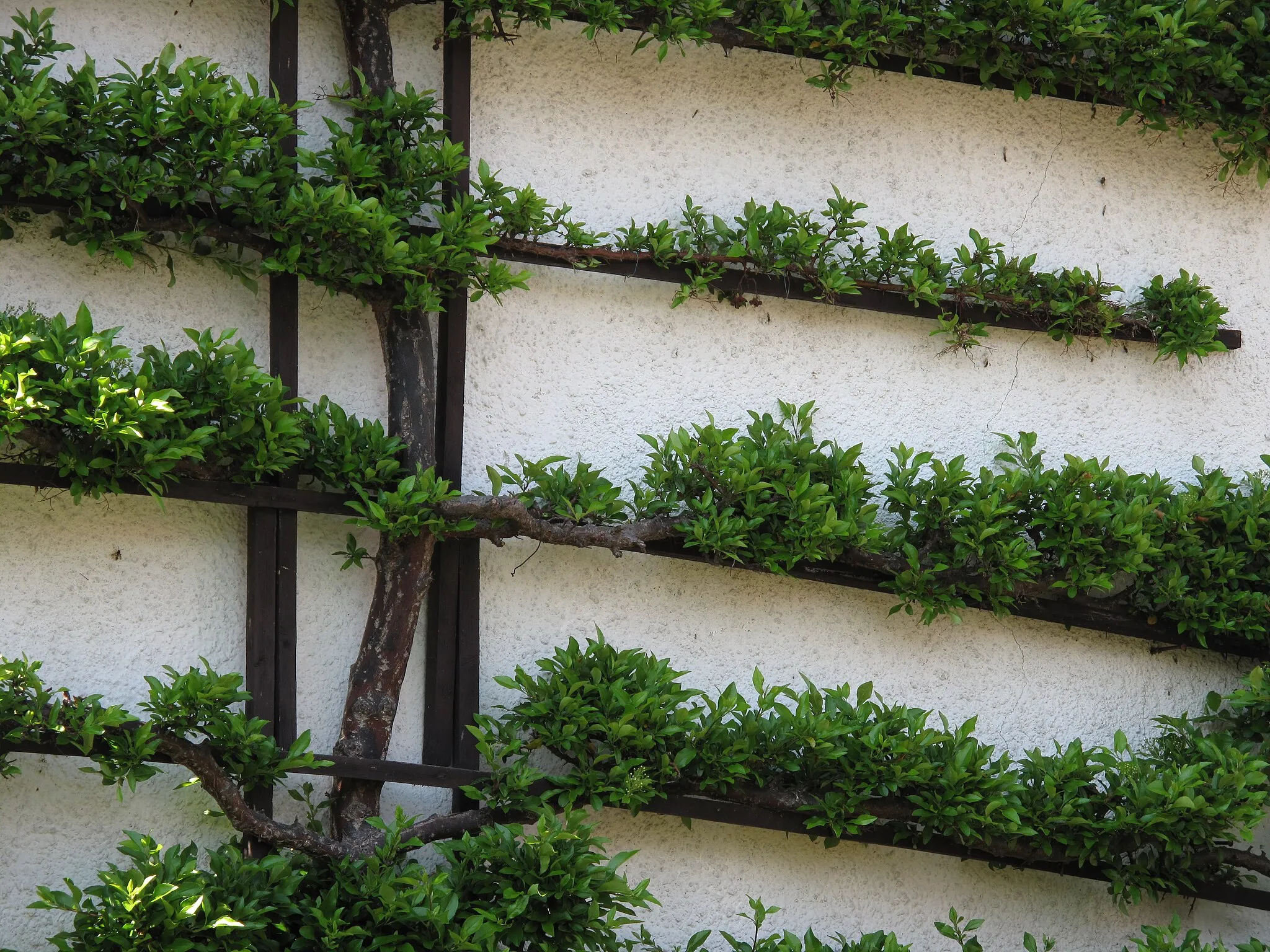 Photo showing: Tree modelation in Brník village (Oleška municipality), Prague-East District, Czech Republic.