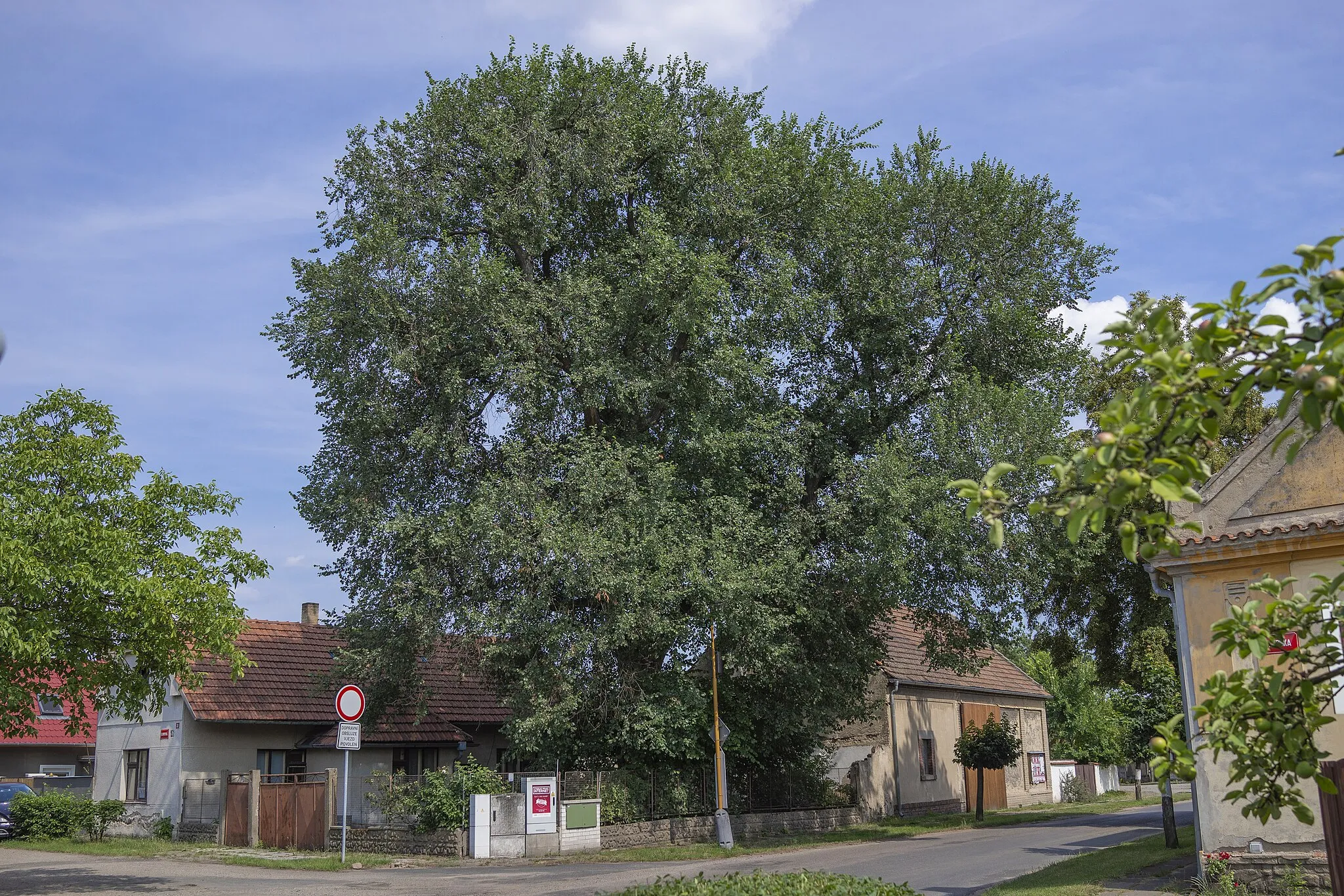 Photo showing: Memorable filed elm tree in Lhota u Dřís, Czech Republic