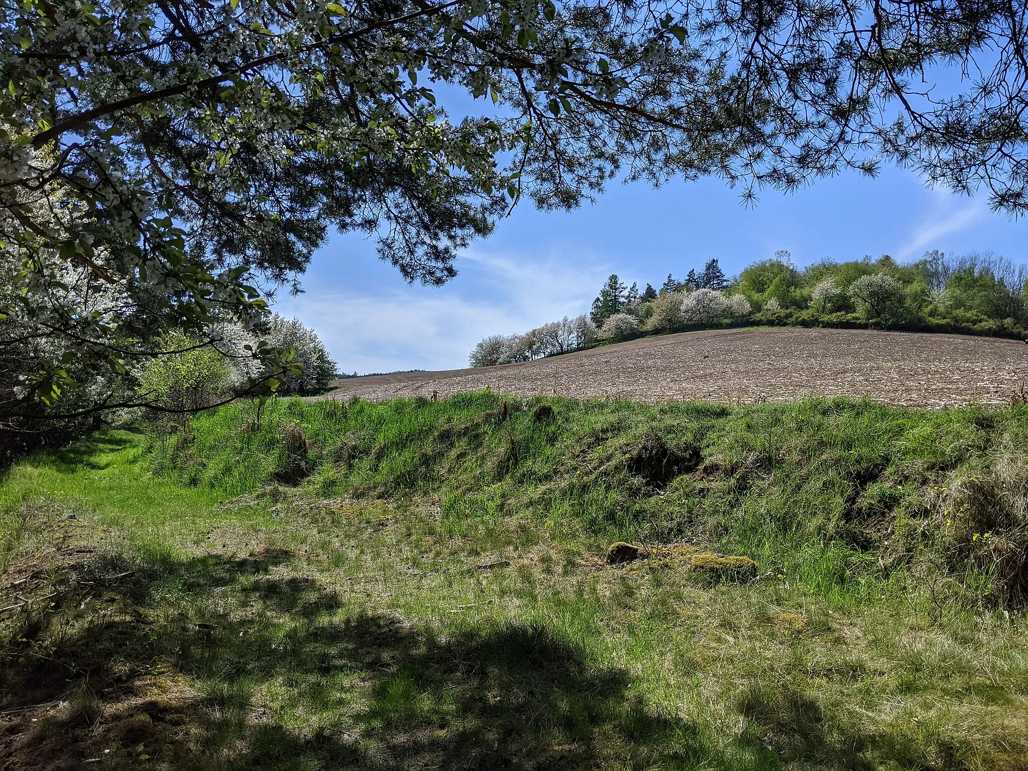 Photo showing: Horní Líšnice - vrch Divák (491 m) ze stará cesty od rozcestí nad Žlíbky do Horních Hbit