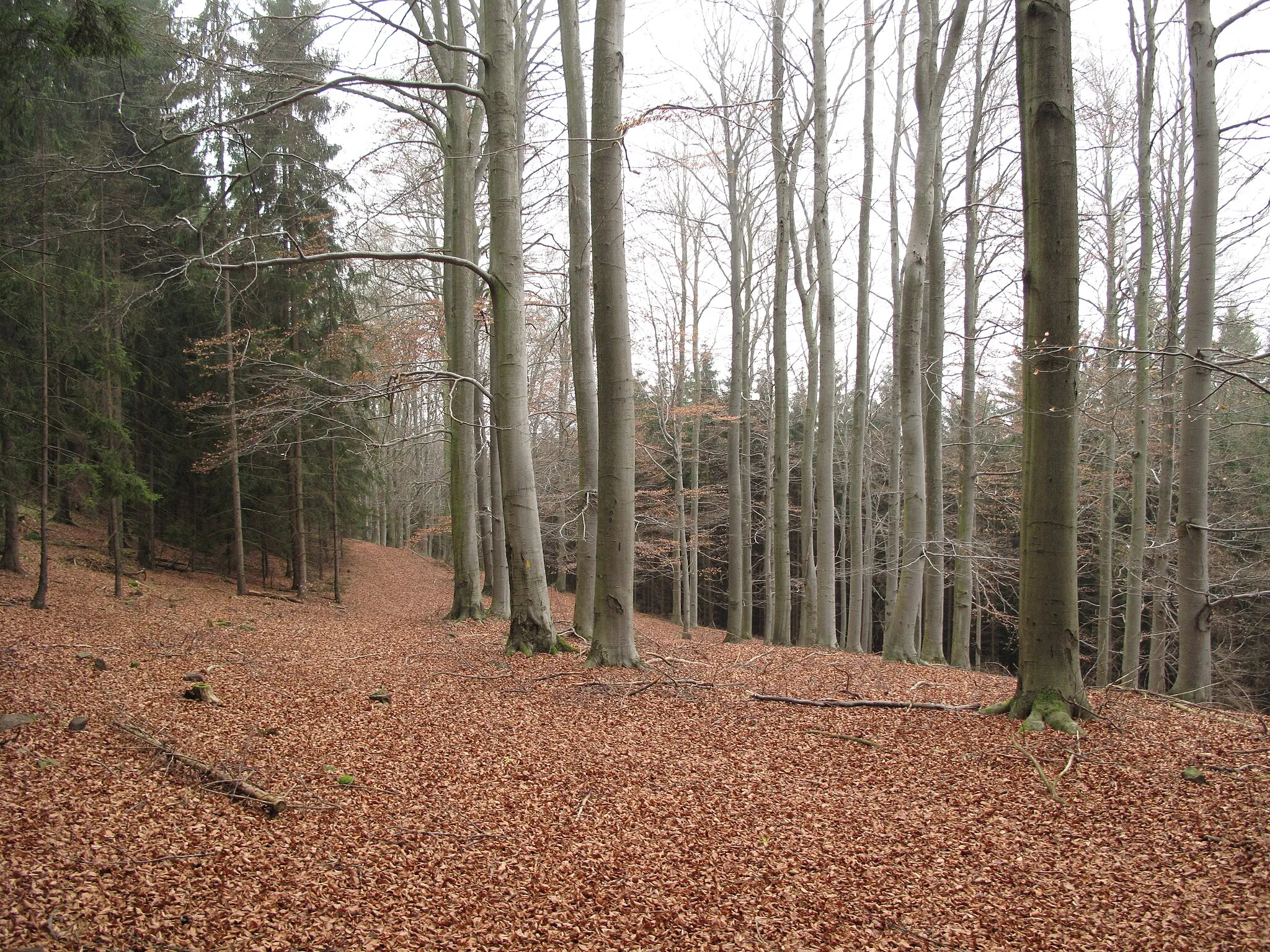 Photo showing: Beech forest under Malá Baba (564 m), Brdy, Beroun District, Czech Republic.
