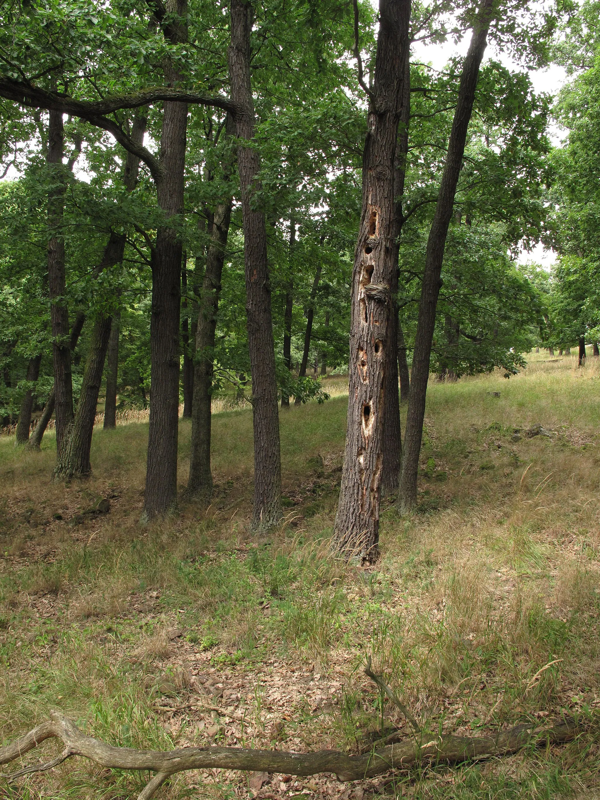 Photo showing: A holey treein the nature reserve Vysoký tok. Rakovník District, Czech Republic.