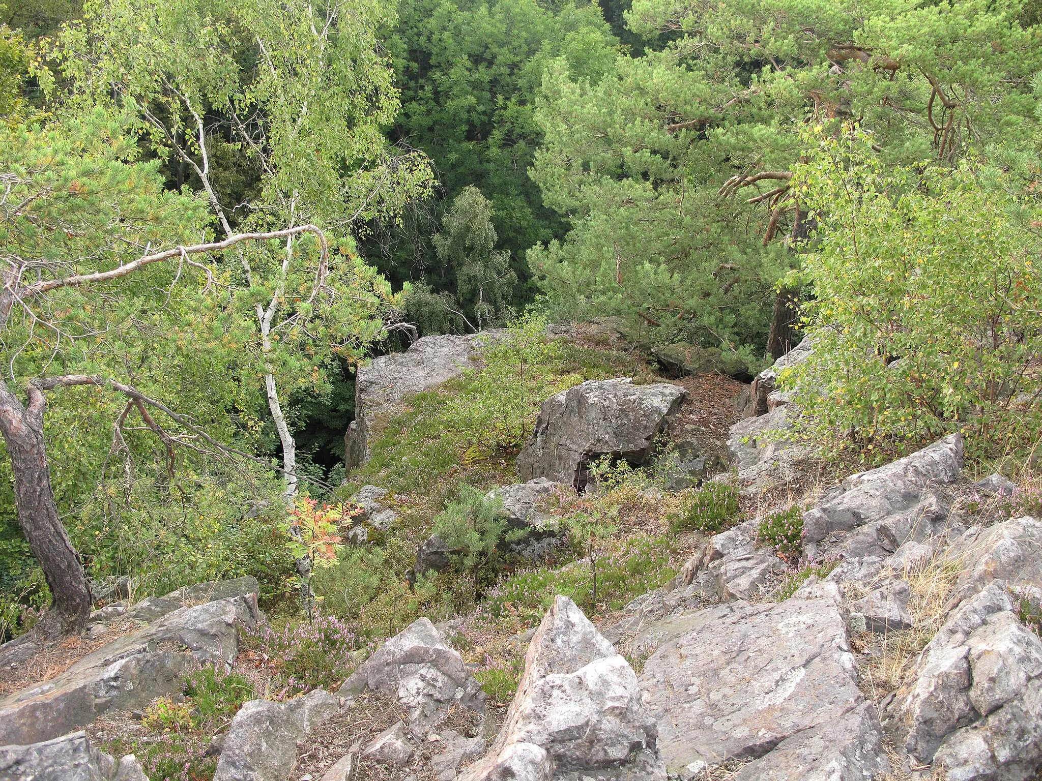 Photo showing: Birches below the peakin the nature reserve Jouglovka. Beroun District, Czech Republic.