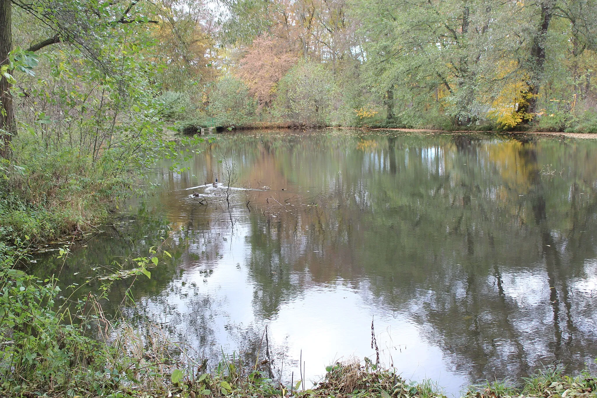 Photo showing: Svinařský potok in Svinaře, Nádynek pond in Svinaře