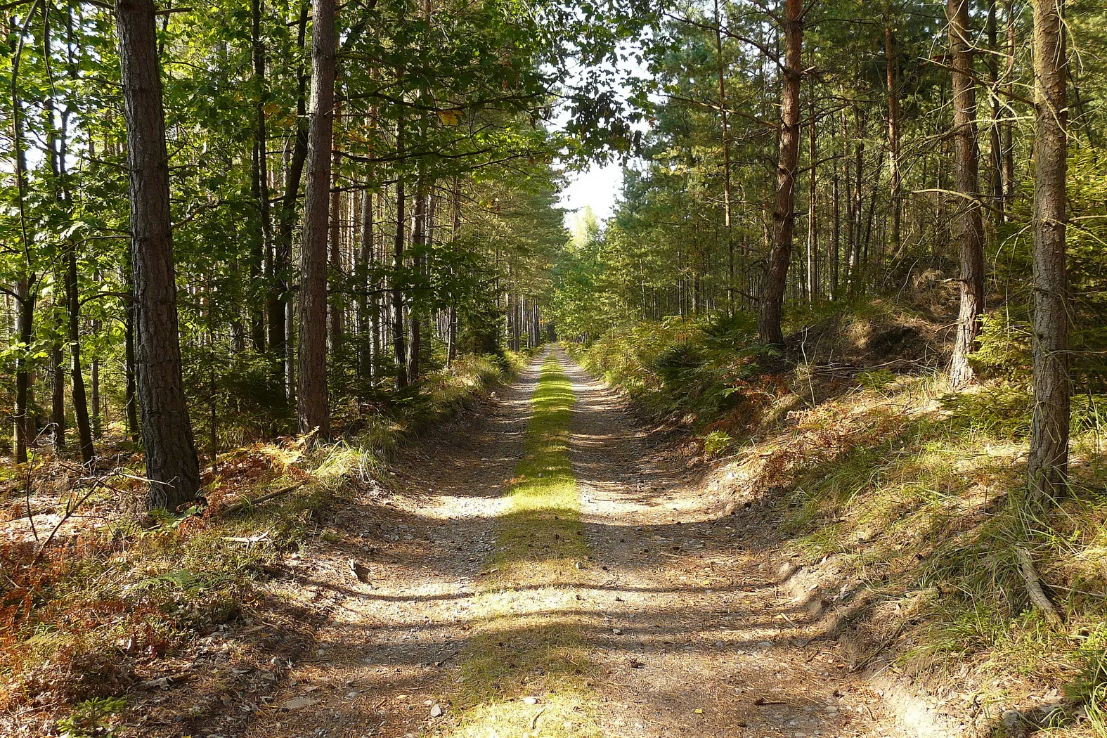 Photo showing: Lesní cesta (bývalá Rečkovská lesní dráha) kolem Kozího hřbetu – směr od pily.