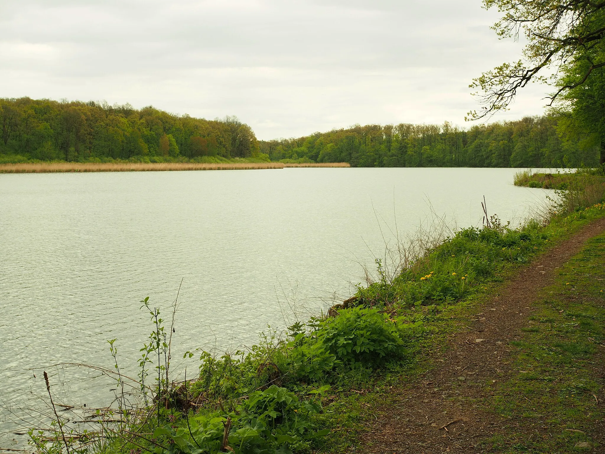 Photo showing: Bučický rybník u Rožďalovic (Bučický pond near Rožďalovice)

This file was created as a part of the photographic program of Wikimedia Czech Republic. Project: Chráněná území The program supports Wikimedia Commons photographers in the Czech Republic.