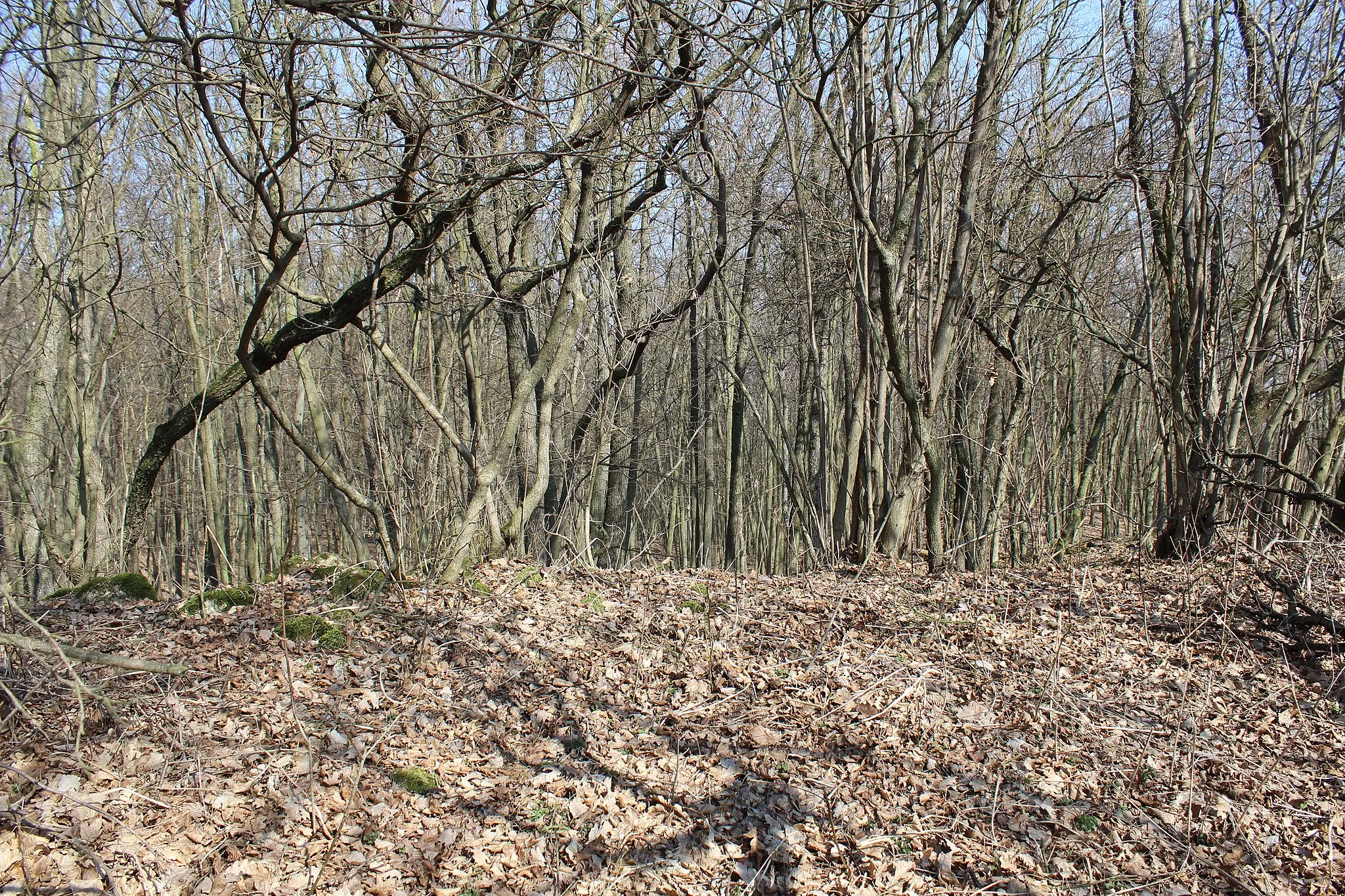 Photo showing: Bacín les před vrcholem