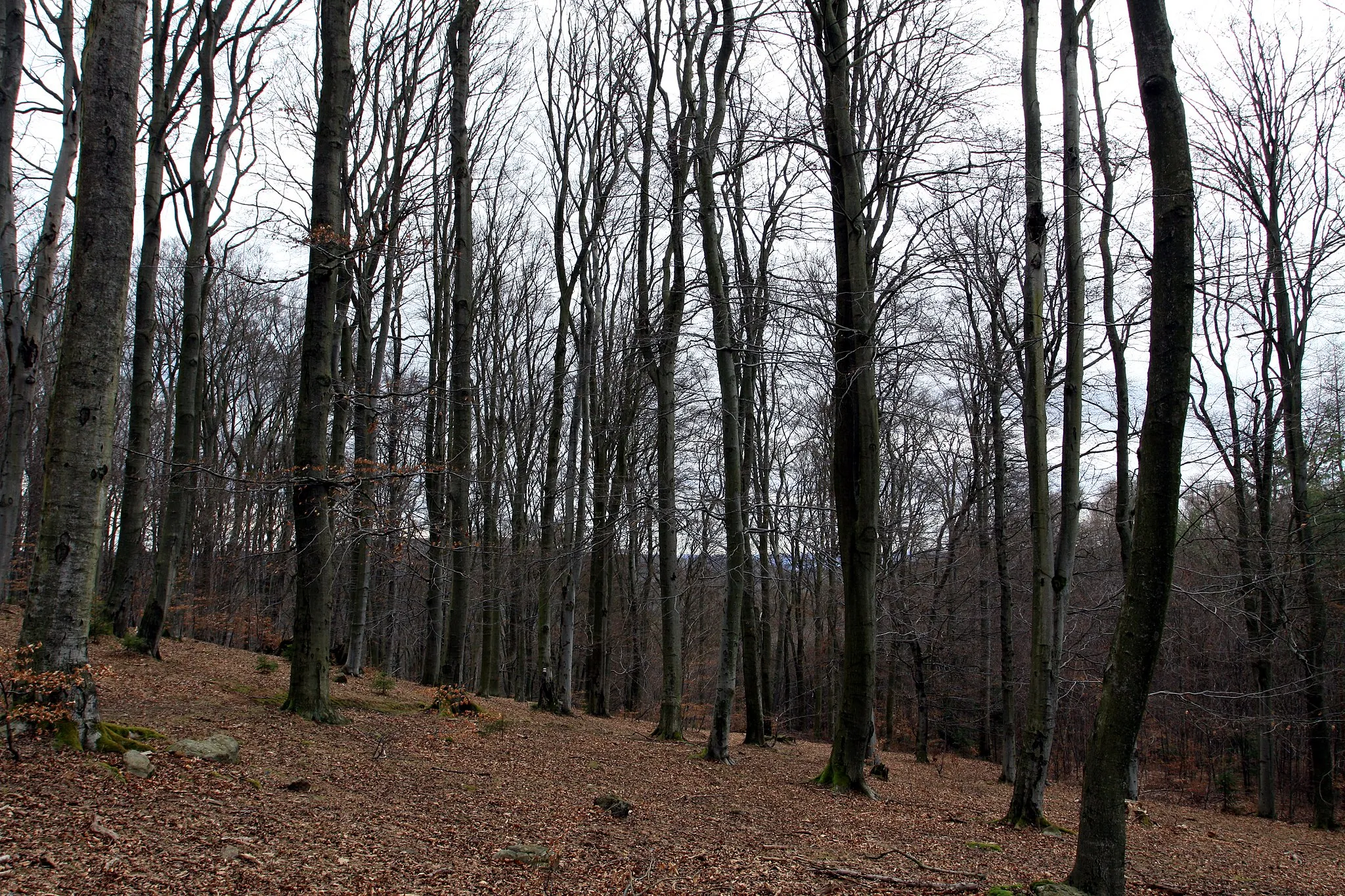 Photo showing: Nature reserve Grabla near Krhanice village in Benešov District, Czech republic