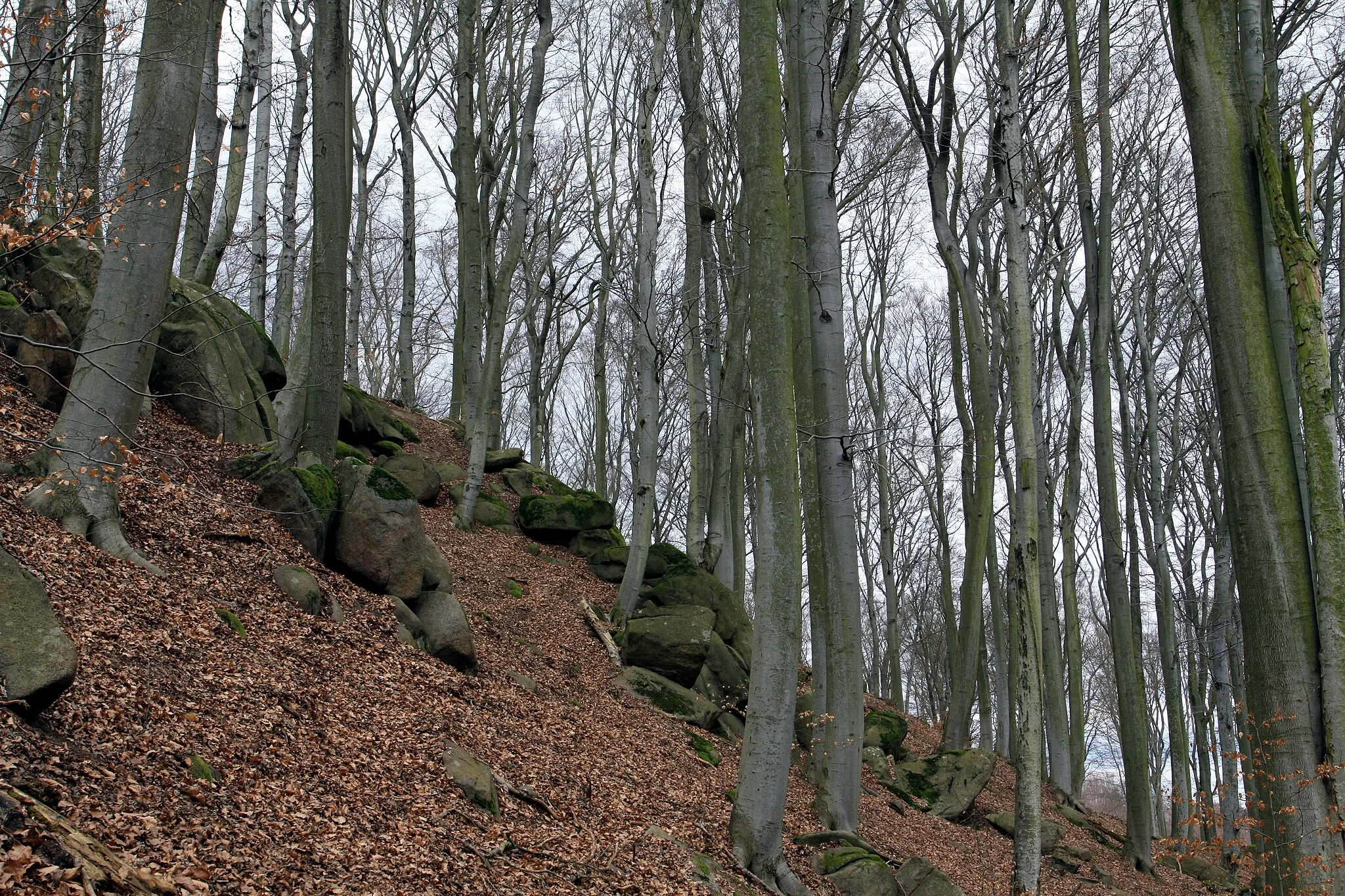 Photo showing: Nature reserve Grabla near Krhanice village in Benešov District, Czech republic
