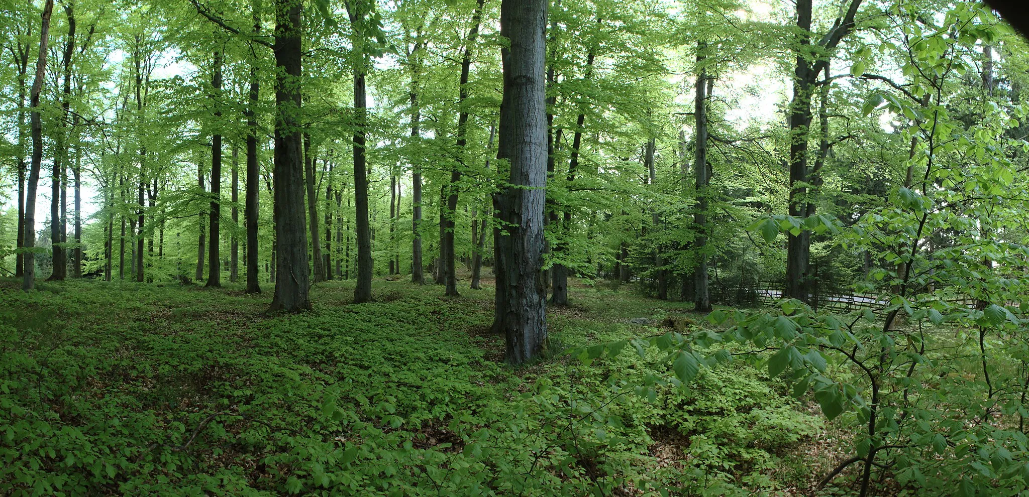 Photo showing: Panoramic view of Hradec - a protected area in Brdy hills near Stožec summit, Central Bohemian Region, CZ