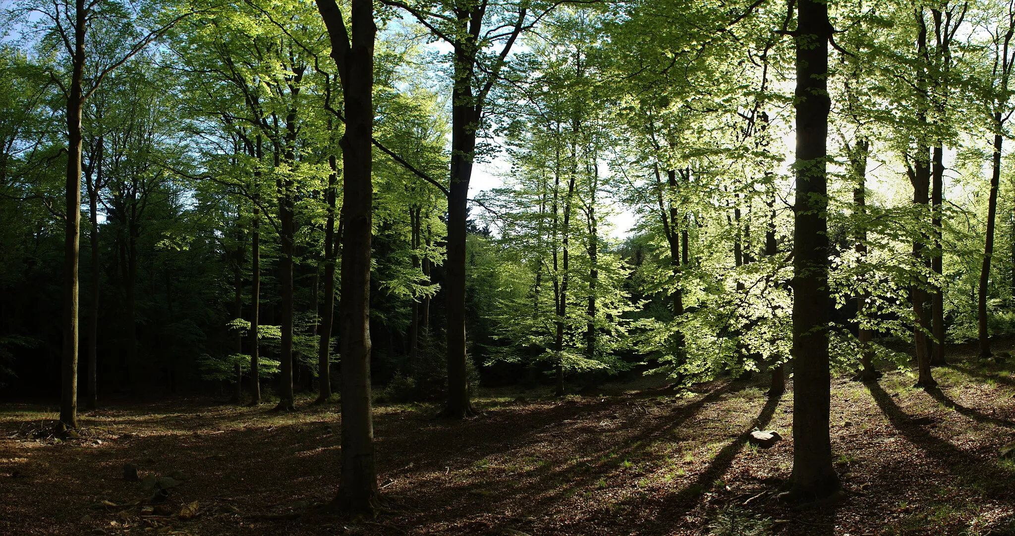 Photo showing: Some forests near Stožec in Brdy, Central Bohemian Region, CZ