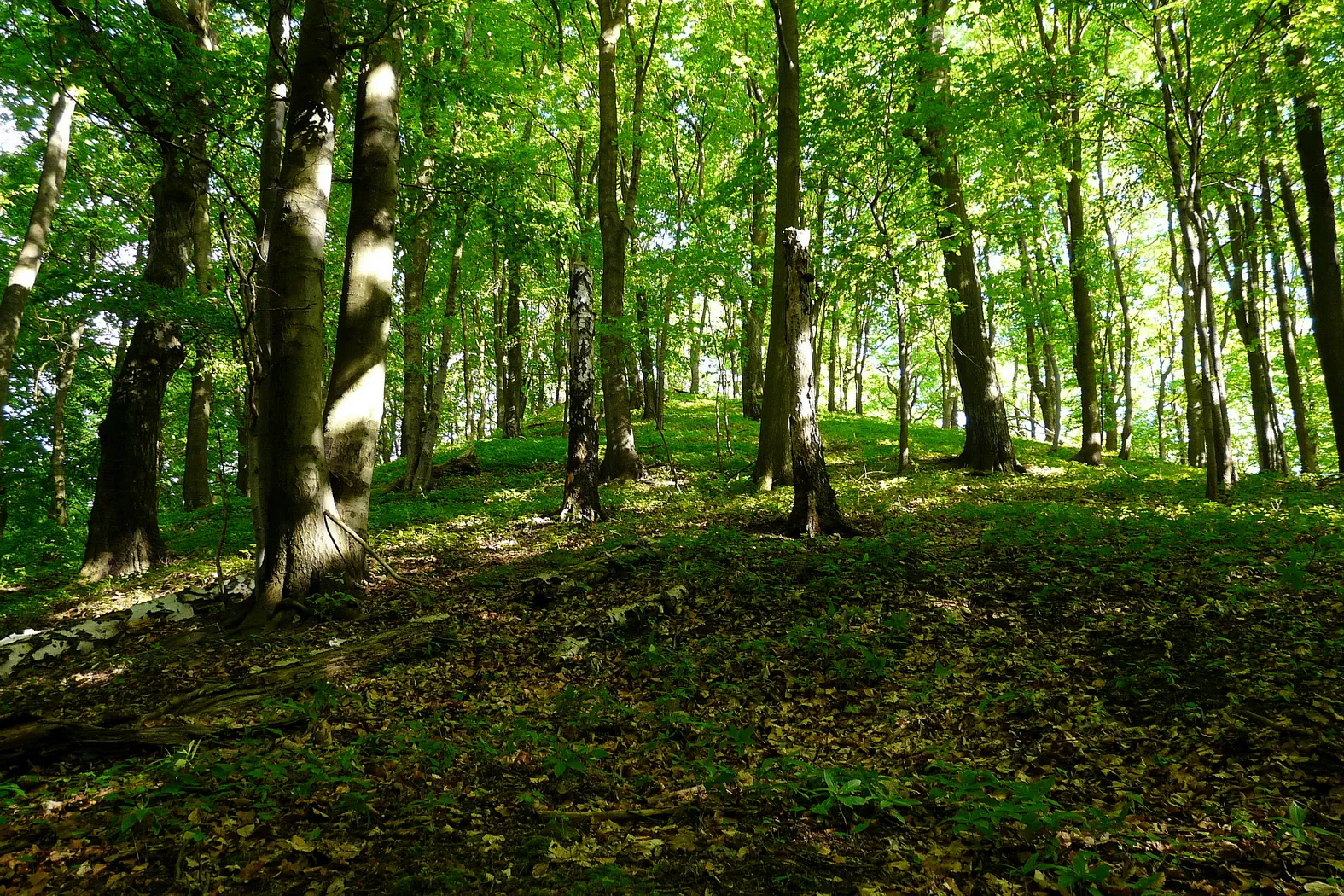 Photo showing: Špičák, Housecké vrchy