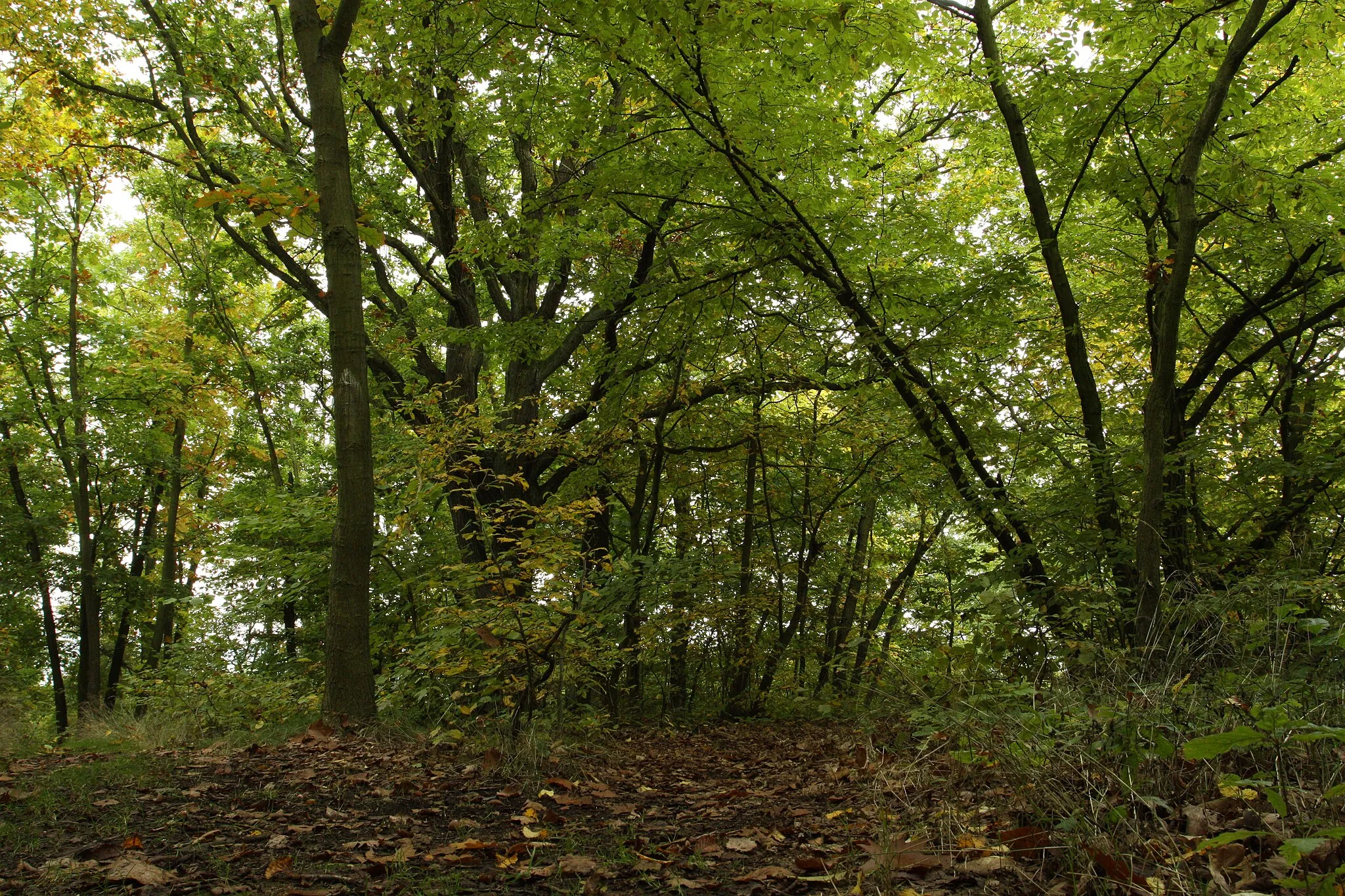 Photo showing: Nature reserve Zvolská homole near Zvole village, Praha-West District, Czech Republic