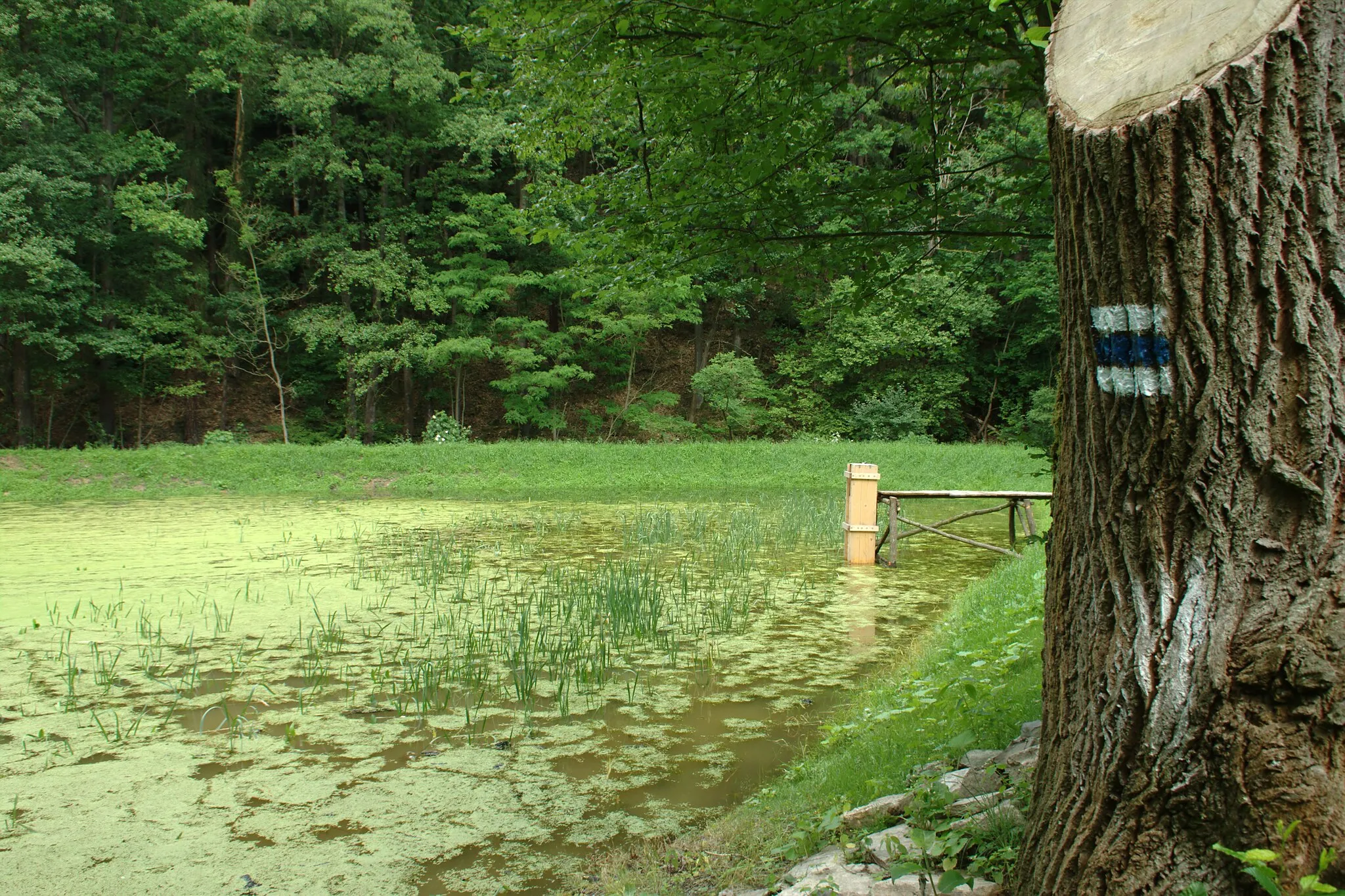 Photo showing: A pond on the Černý potok creek near Unhošť, Central Bohemian Region, CZ