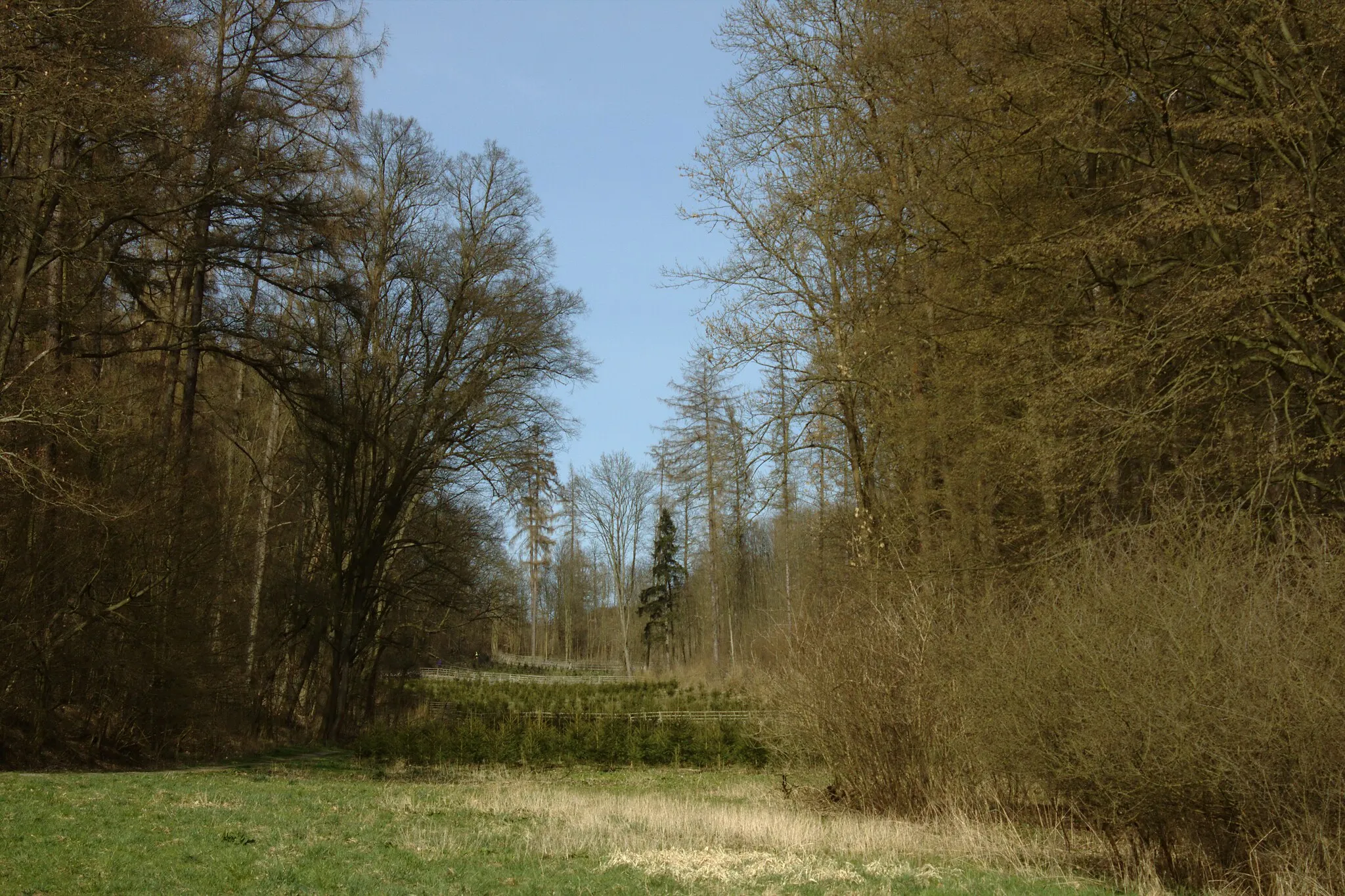 Photo showing: A forest near Nový mlýn and Unhošt, Central Bohemian Region, CZ