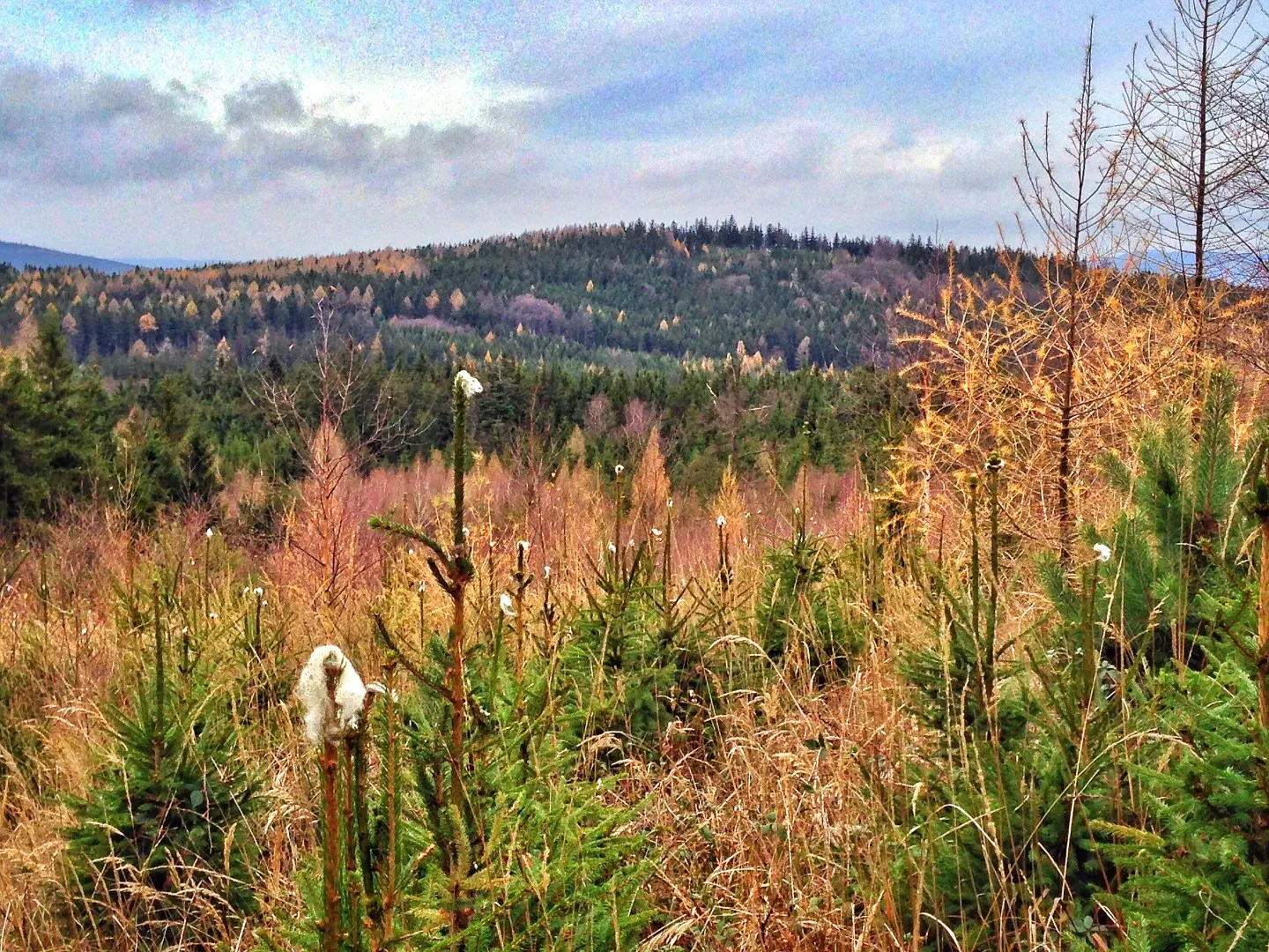 Photo showing: High Baba, a large wooded hill on the ridge near Kuchyňka