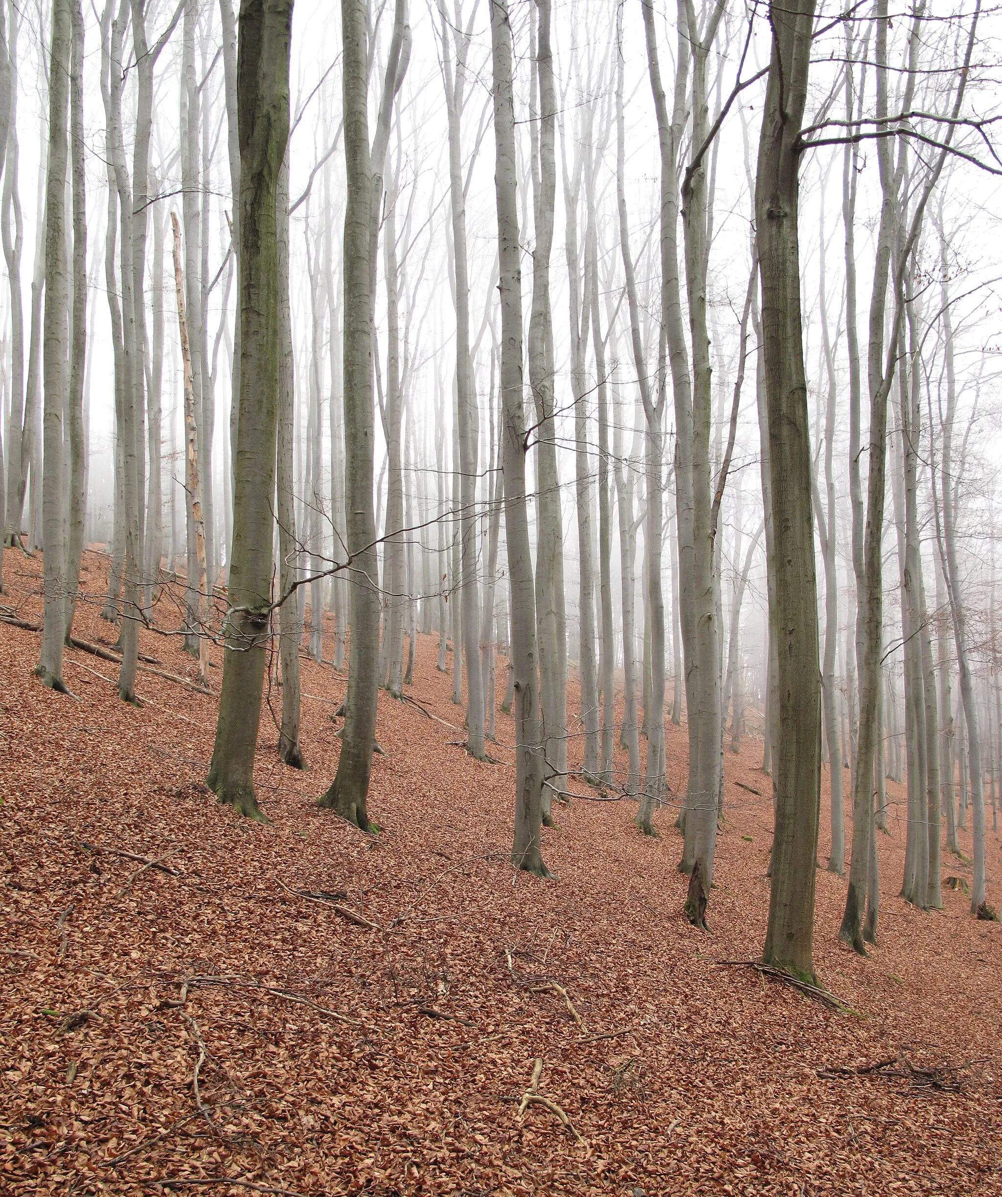 Photo showing: Beech forest under Malá Baba (564 m), Brdy, Beroun District, Czech Republic.