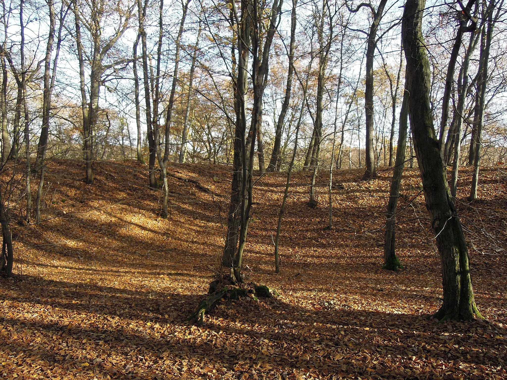 Photo showing: zbytky valu, přírodní rezervace Šance