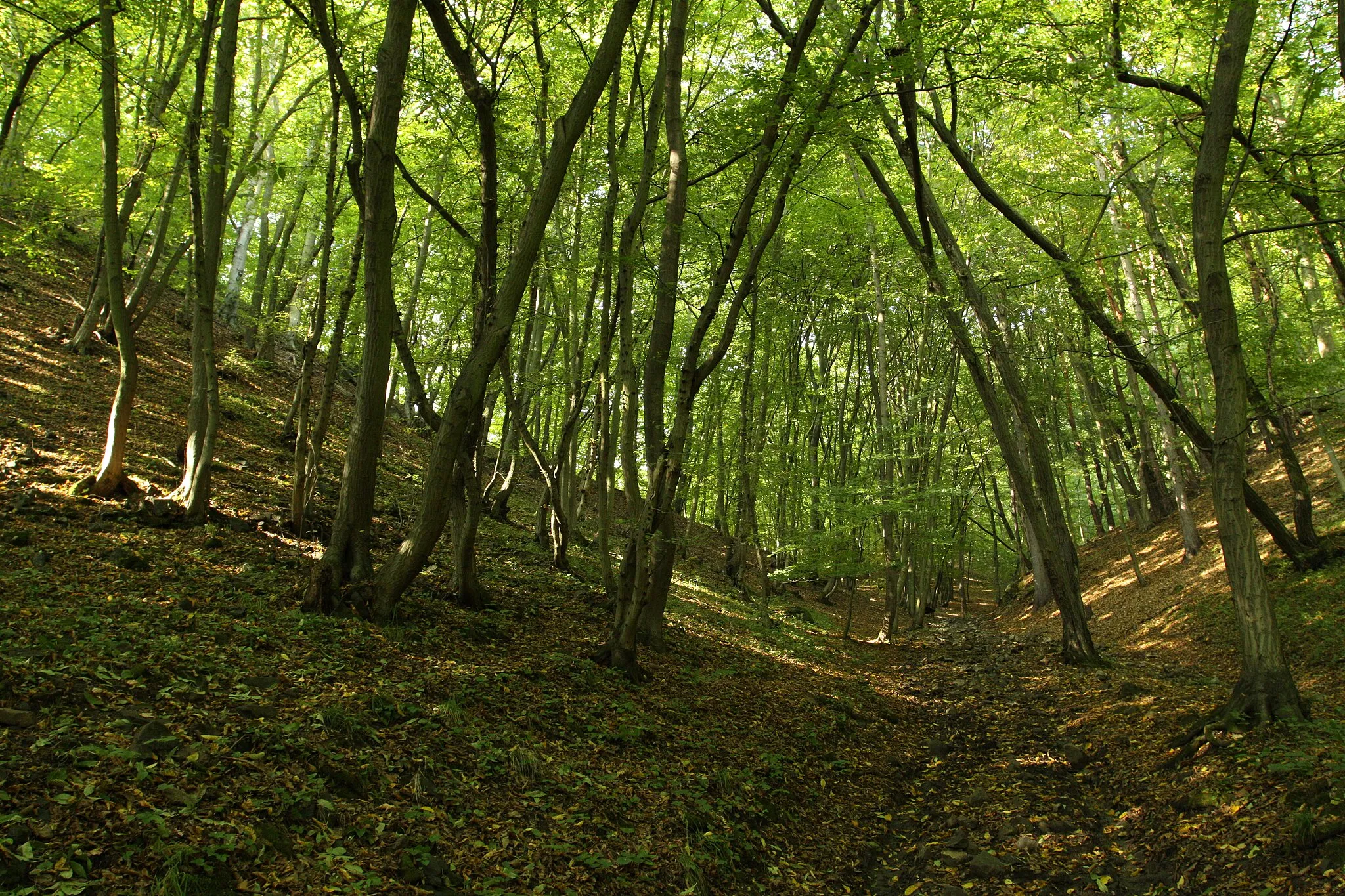 Photo showing: Nature reserve Karlické údolí in Prague-West District, Czech Republic