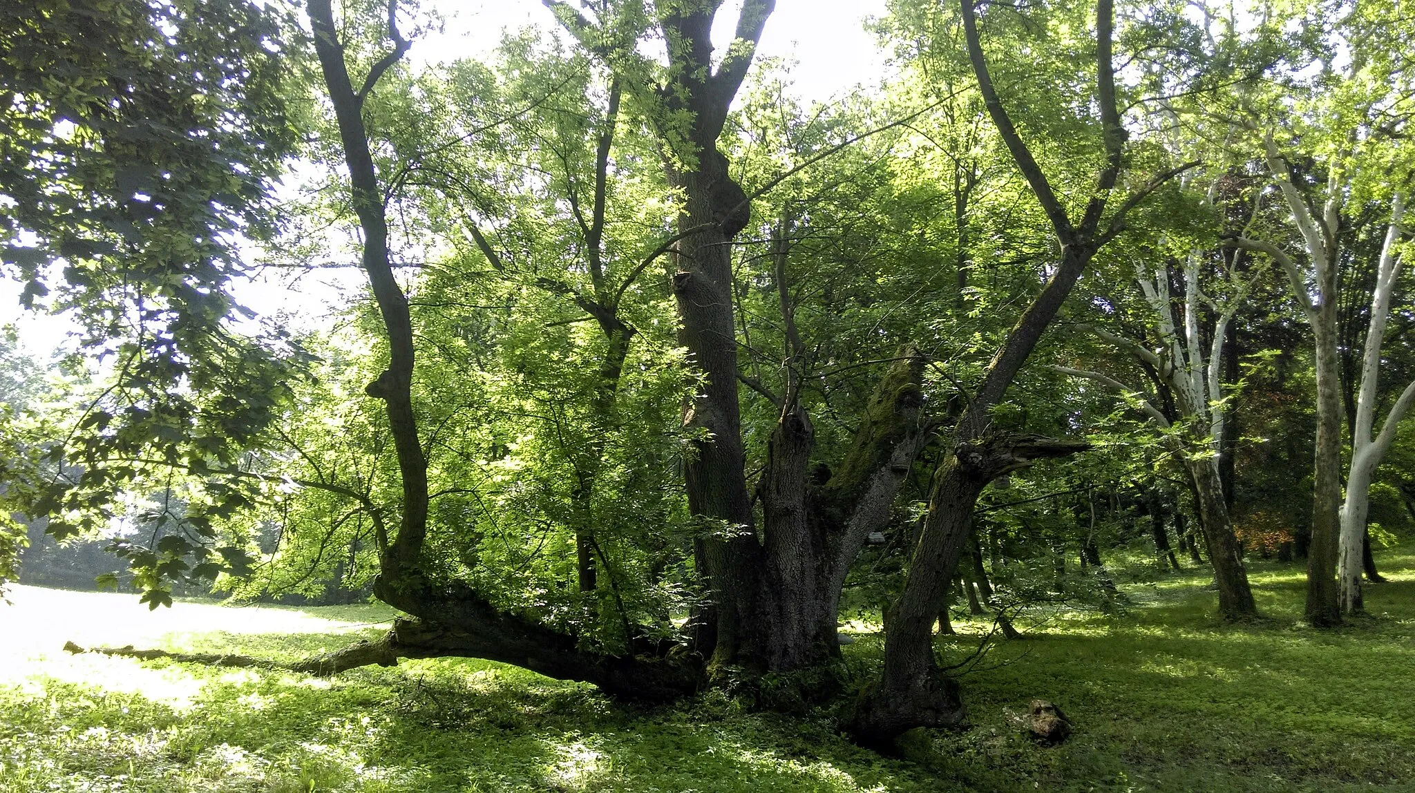 Photo showing: Litenčický jasan