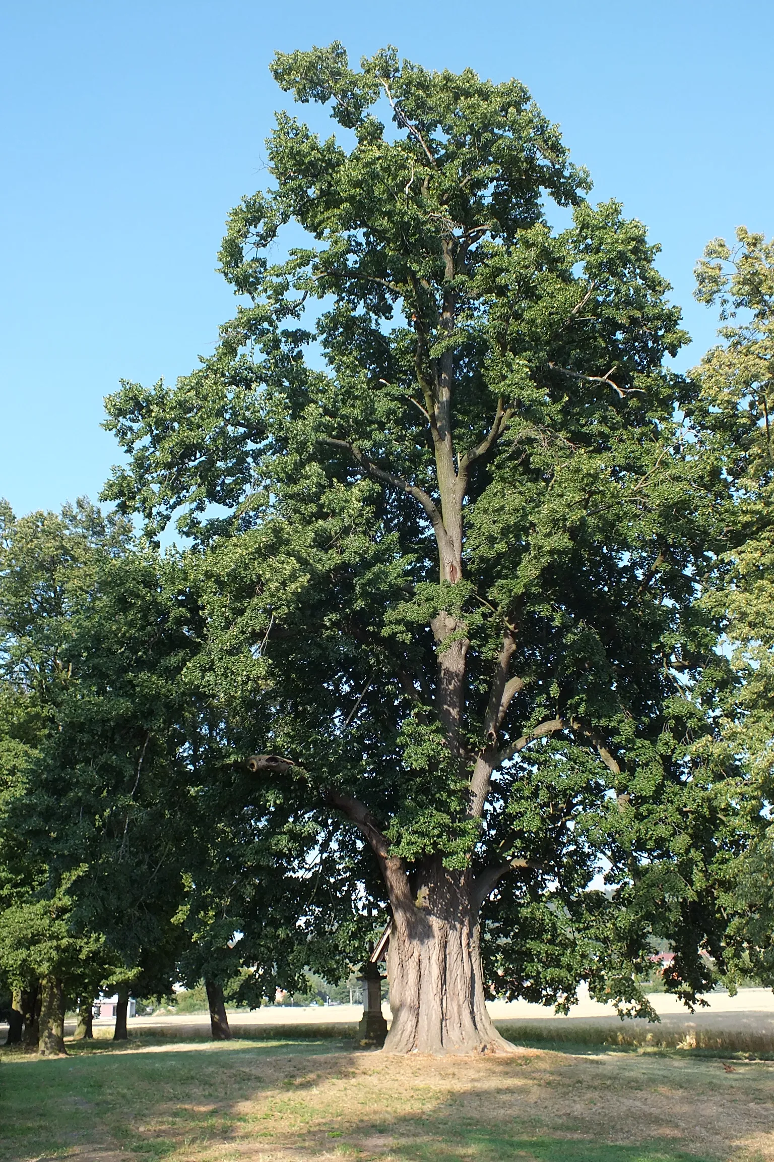 Photo showing: Small-leaved Lime (Tilia cordata). Memorable tree in Dolany (Olomouc Region, the Czech Republic).