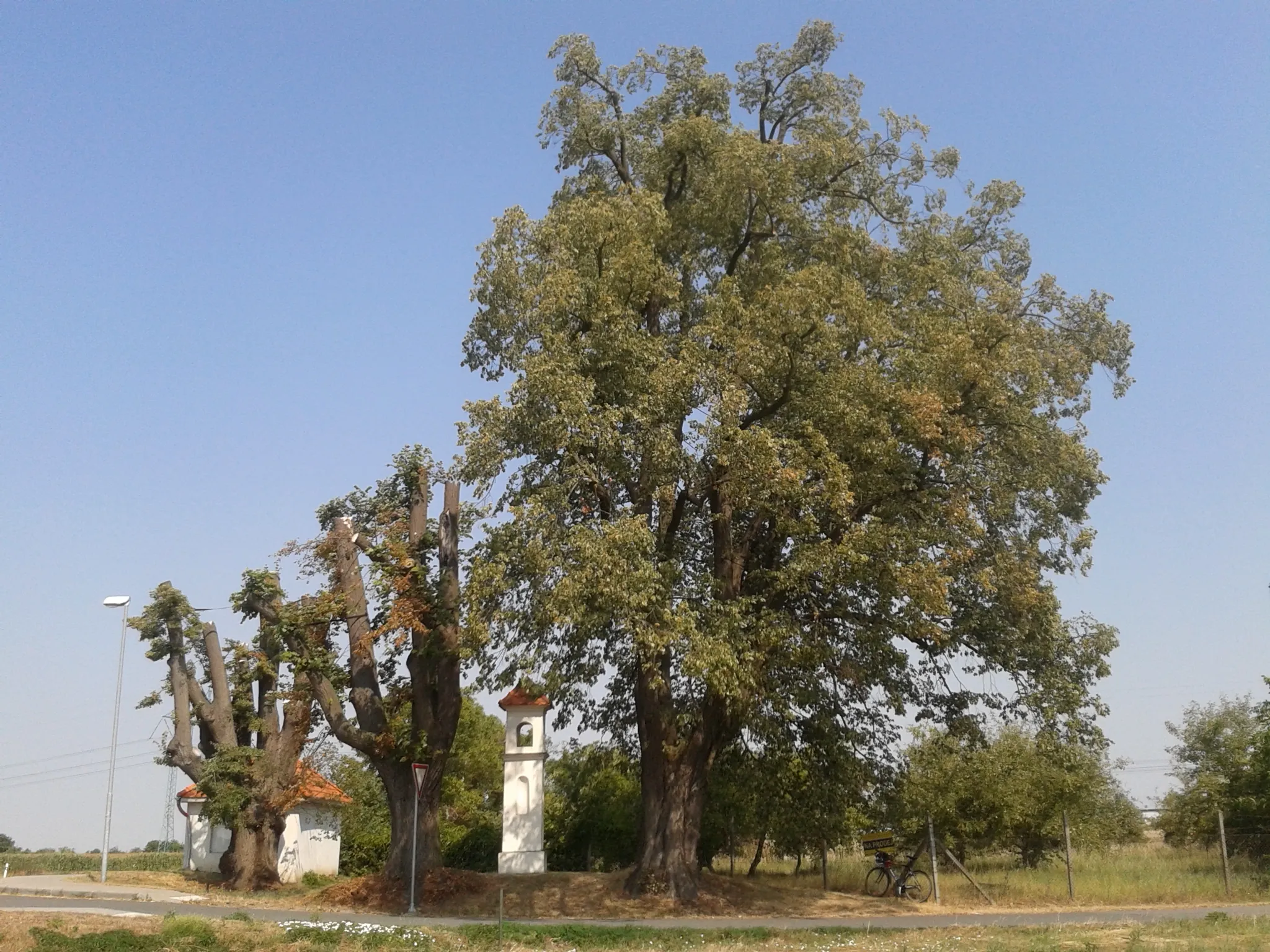 Photo showing: Tučapské lípy (pořízeno: srpen 2015)