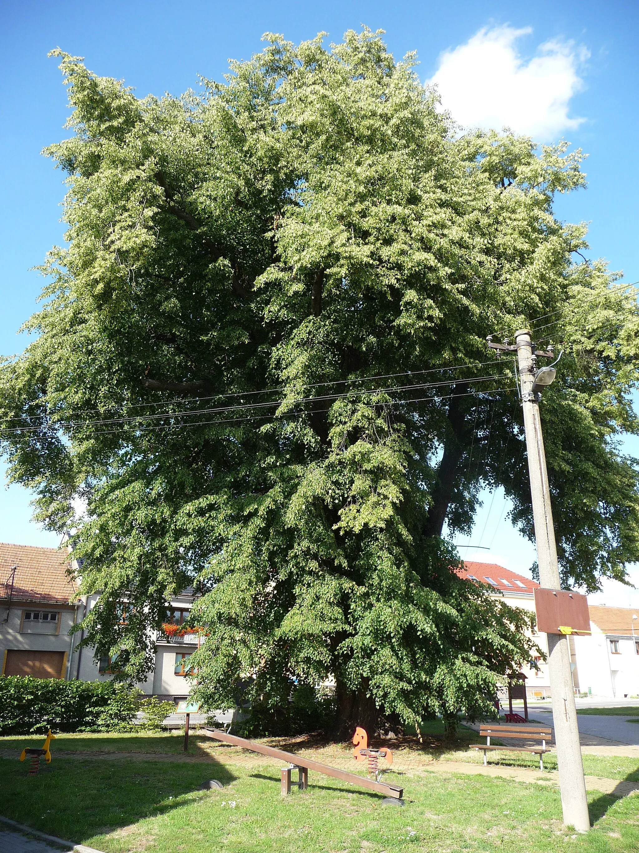 Photo showing: Lípa malolistá v Radslavicích na návsi