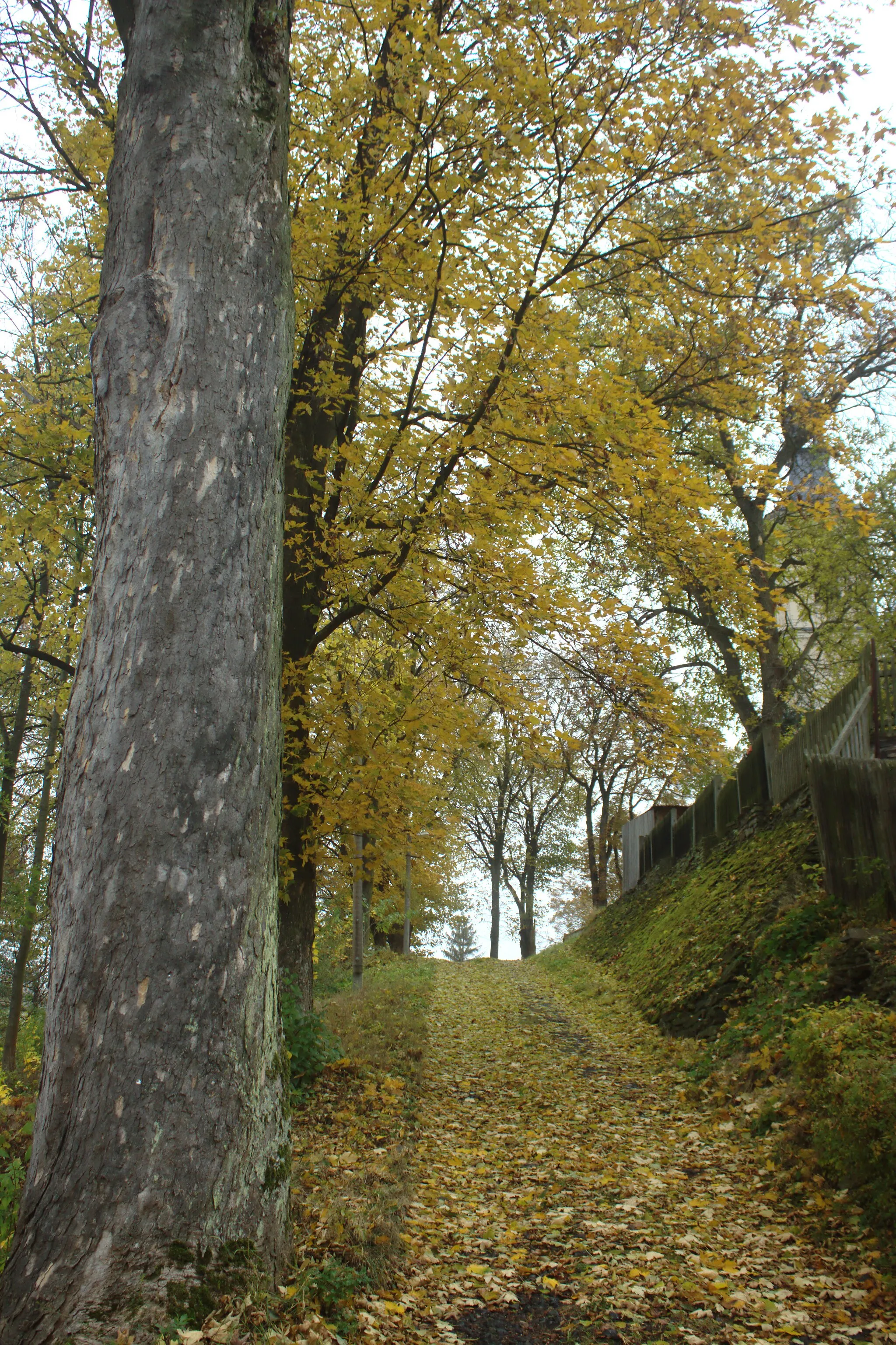 Photo showing: A road to the church in the village of Dětřichovice, Moravian-Silesian Region, CZ