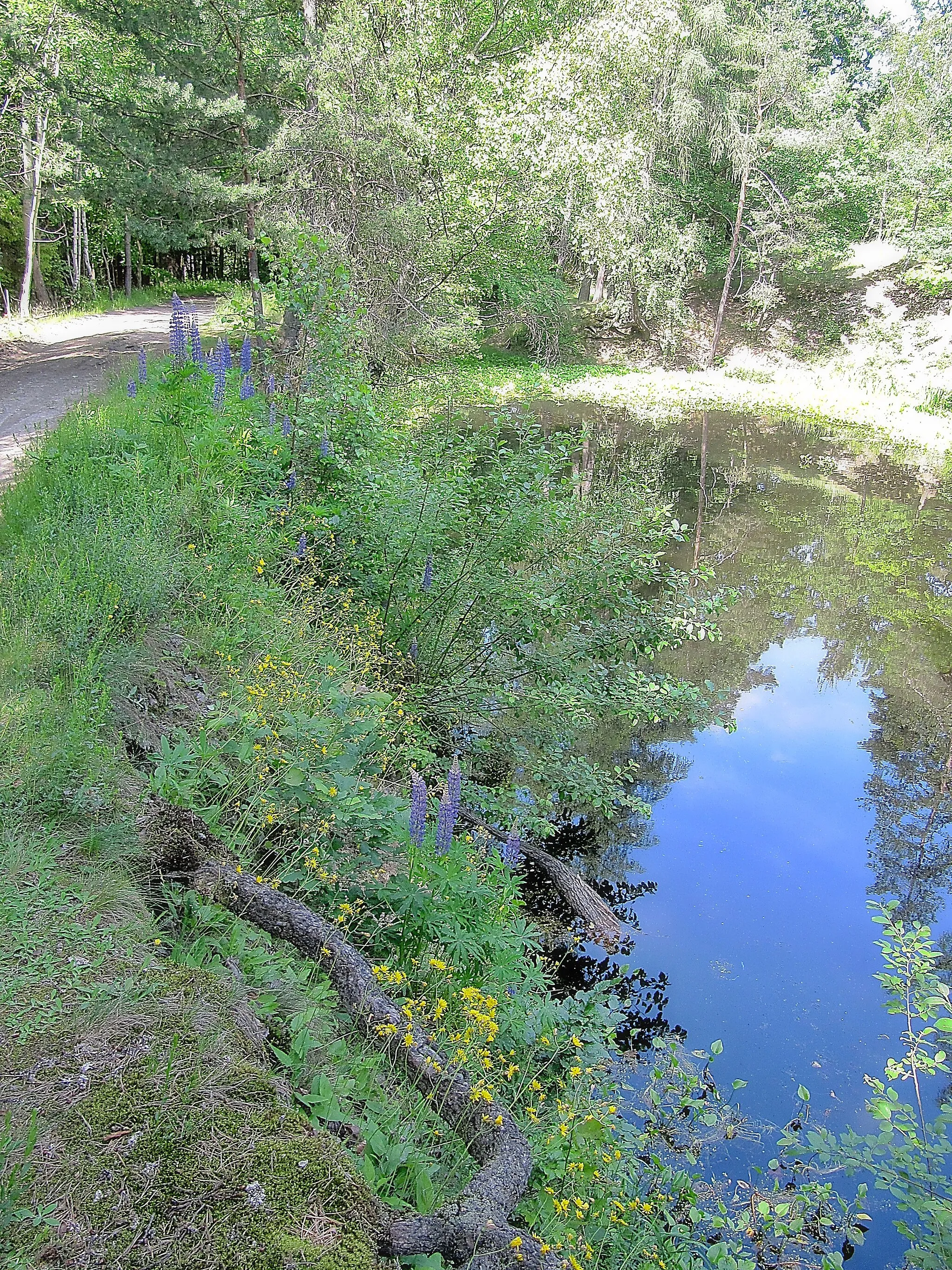 Photo showing: Stříbrné jezírko (Silver Lake), a natural monument near the village Jestřabí, one of the local parts of the city Fulnek in Nový Jičín District, Czech republic..