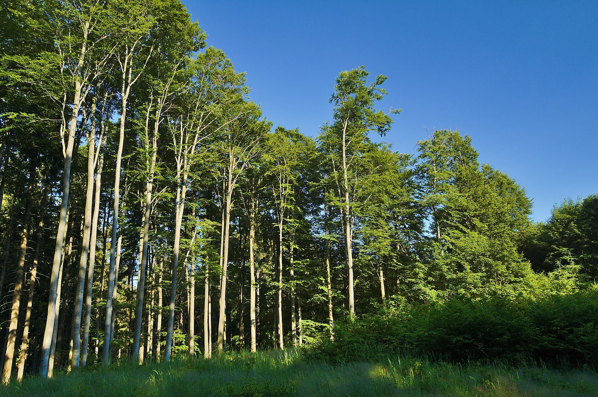 Photo showing: Přírodní rezervace Skály, okres Prostějov